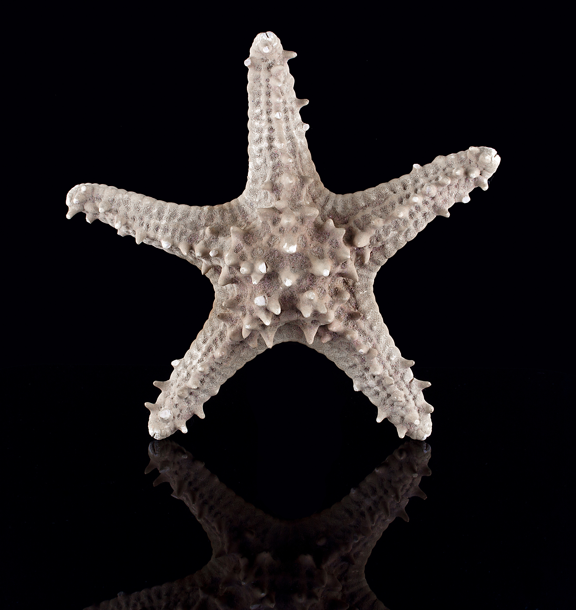 海星有壳吗？揭秘海星的独特结构