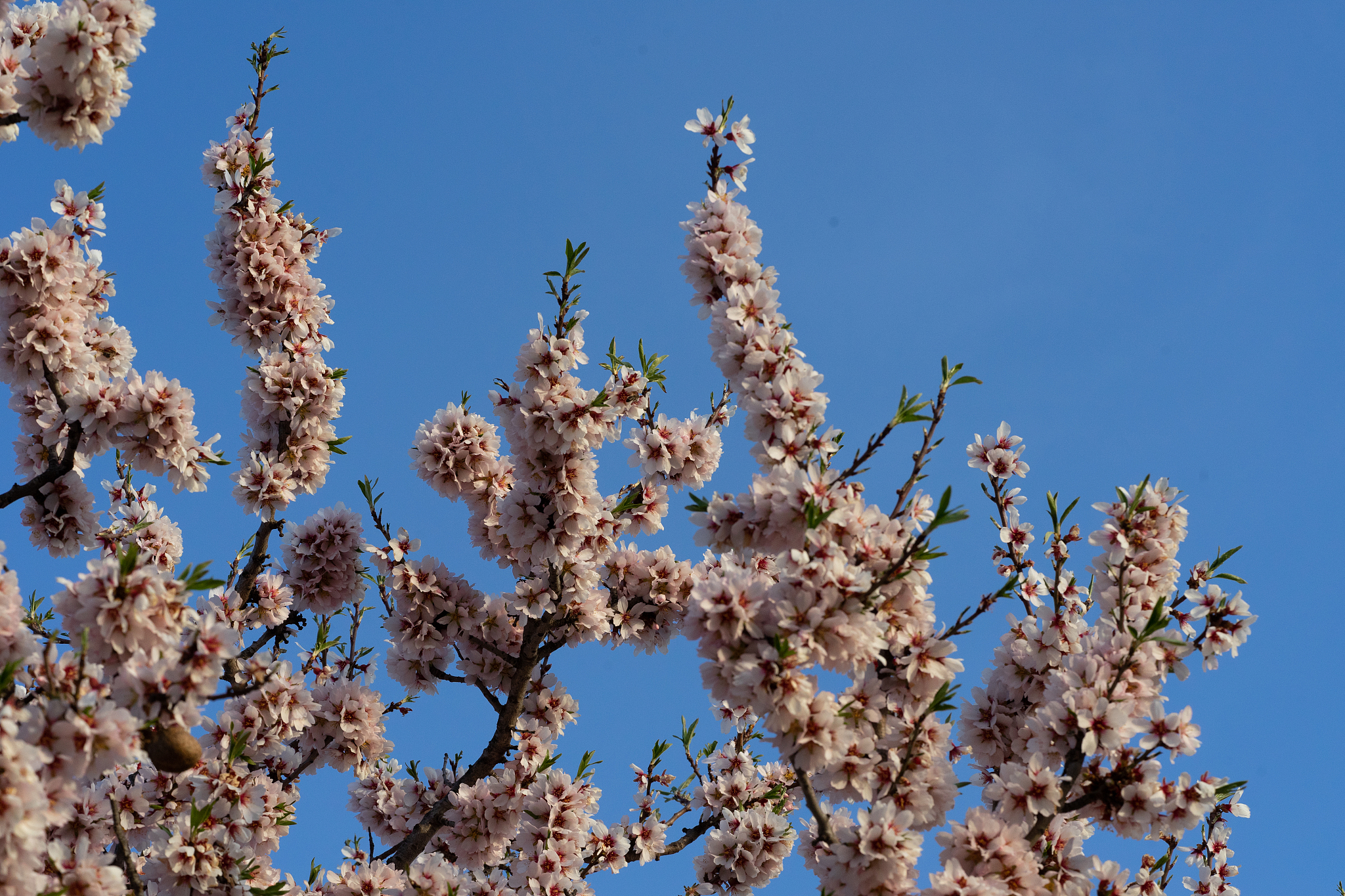 ramas de almendro en flor