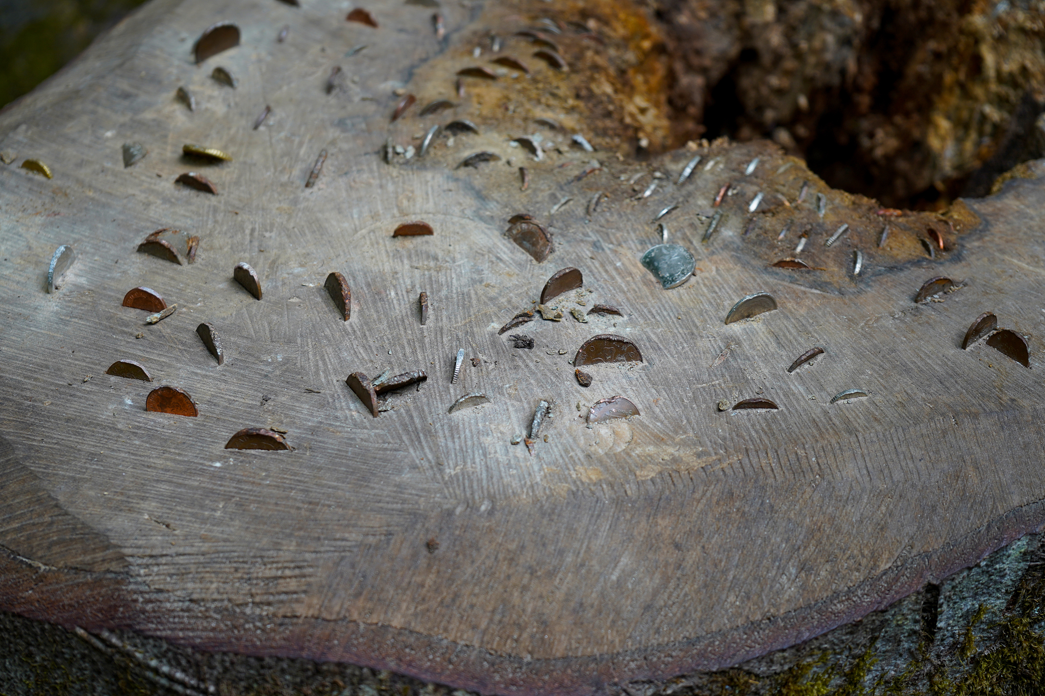 coins pressed in to and old tree log
