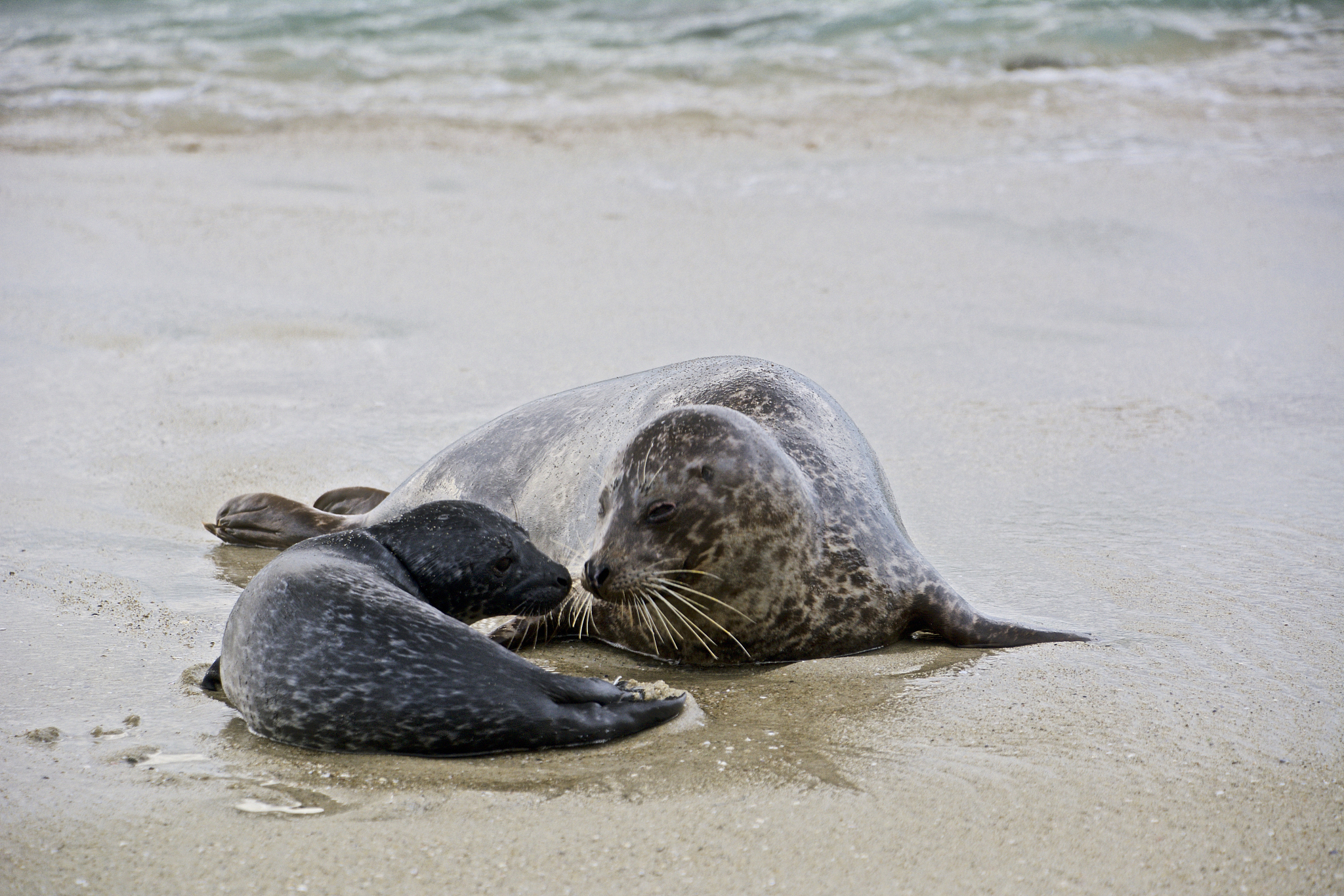 泉州海洋职业学院有药剂专业吗
