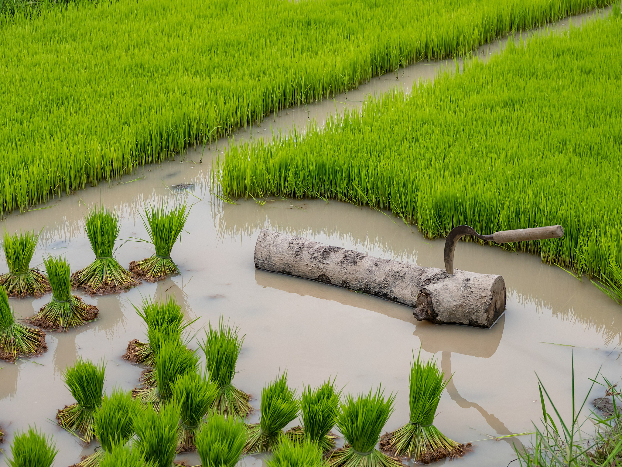 稻蟹种养每亩地用水量是多少帮我用200字详细描述