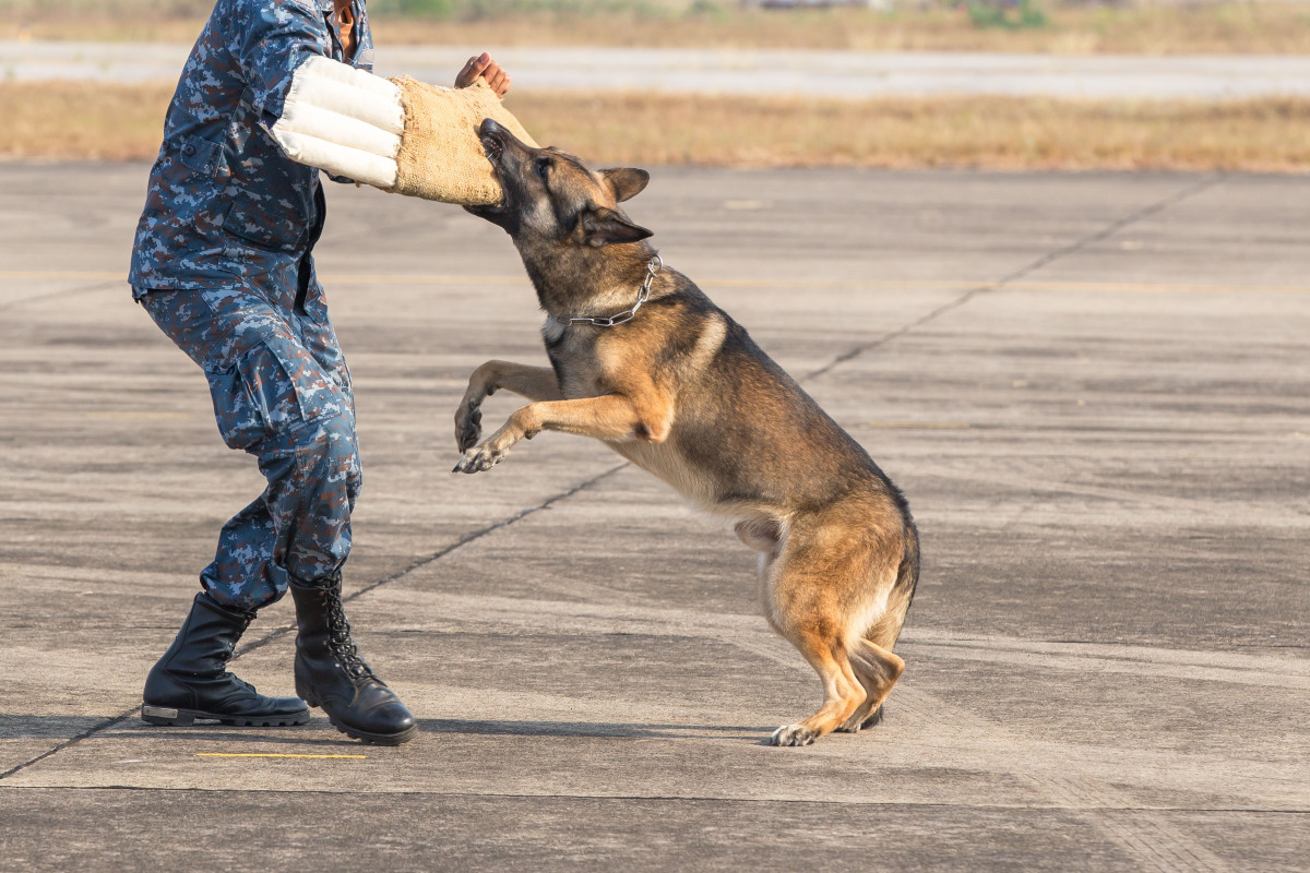 想领养退役警犬?这里有一份超详细的指南!