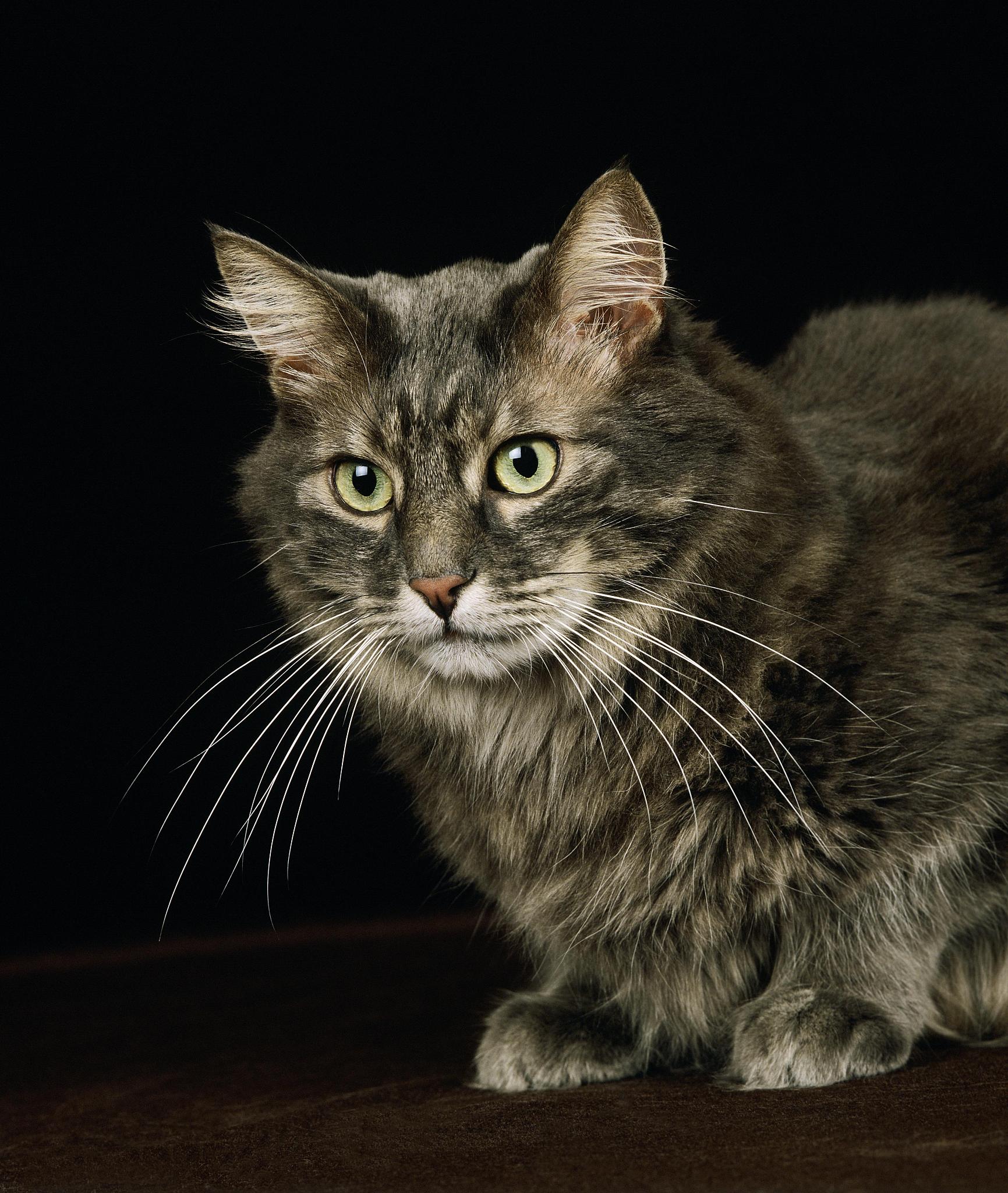猫疱疹病毒粒子的大小 - 了解猫疱疹病毒感染