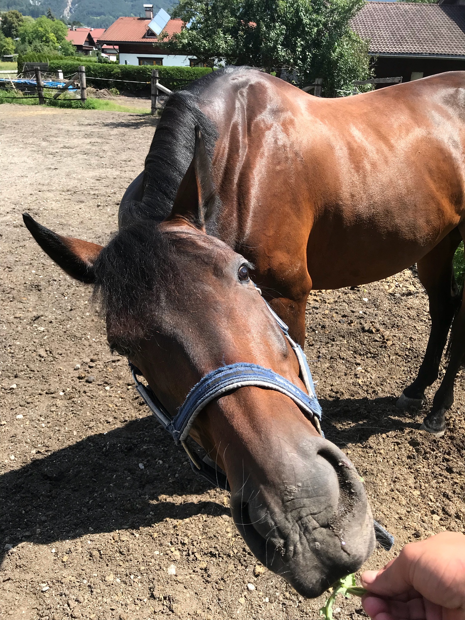 close-up of a horse on field