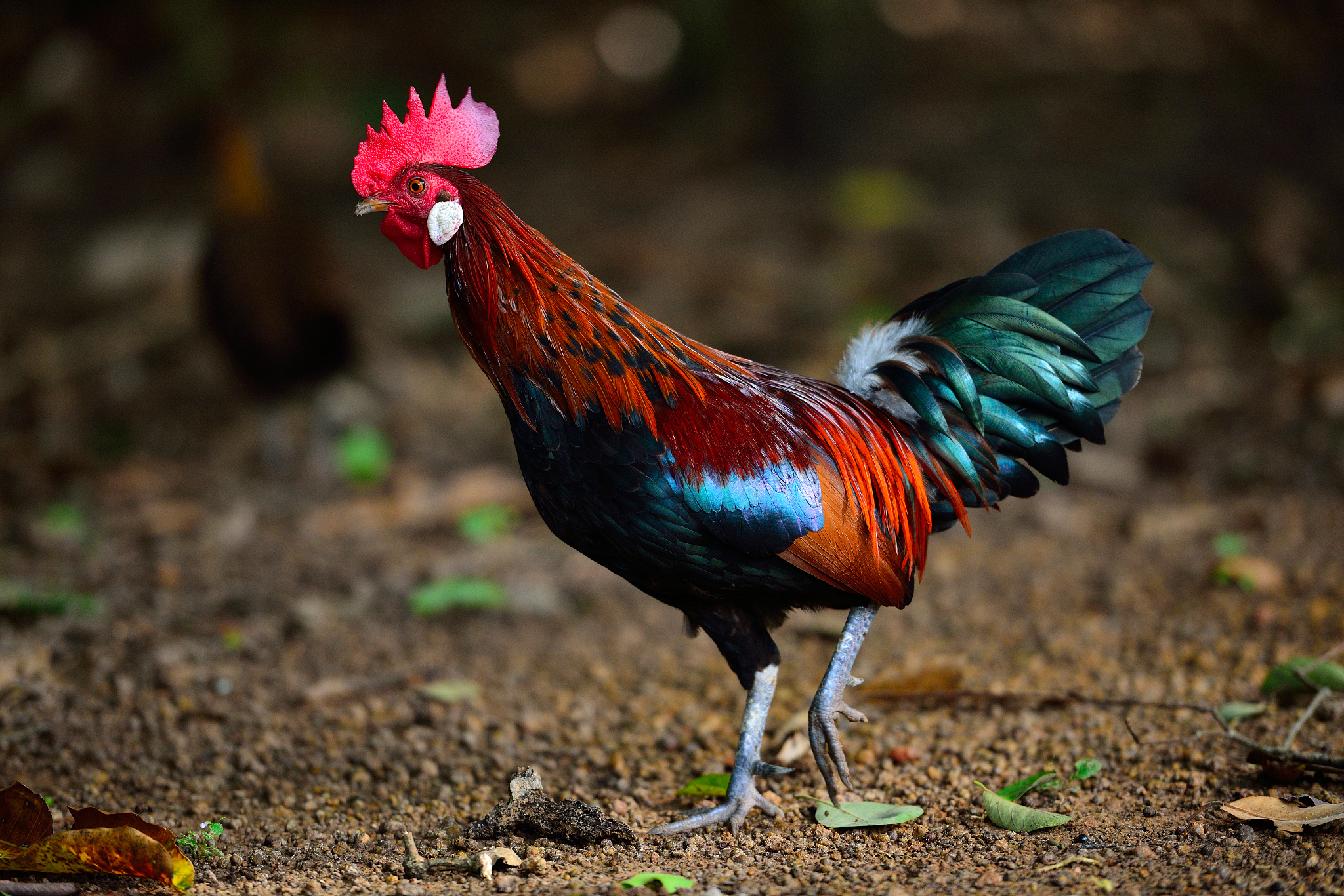 chicken