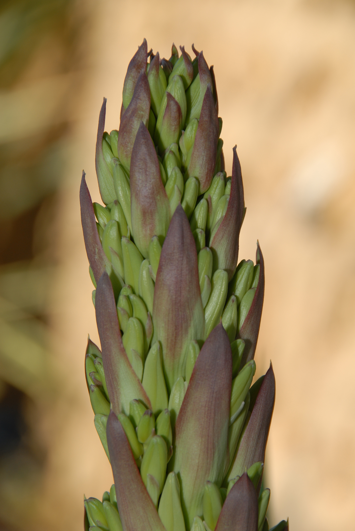 yukkablüte in spanien
