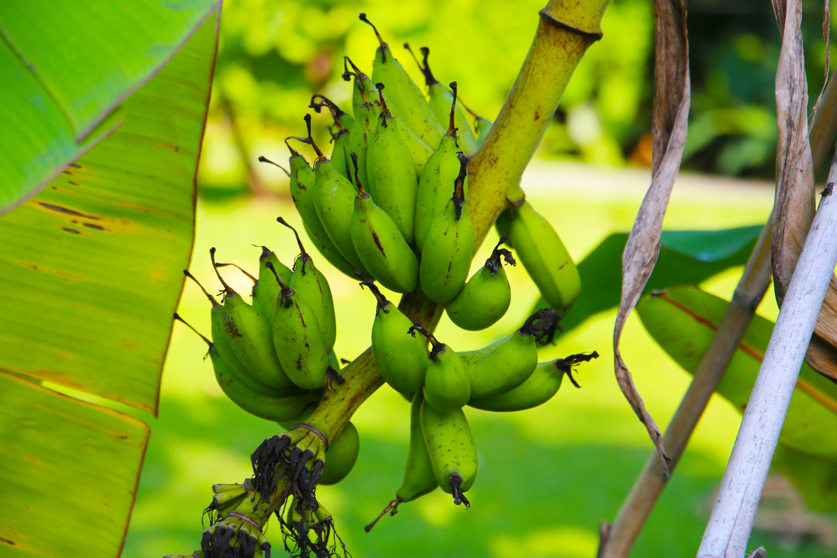 香蕉种植到收获需要多长时间？ - 从种植到收获的完整指南