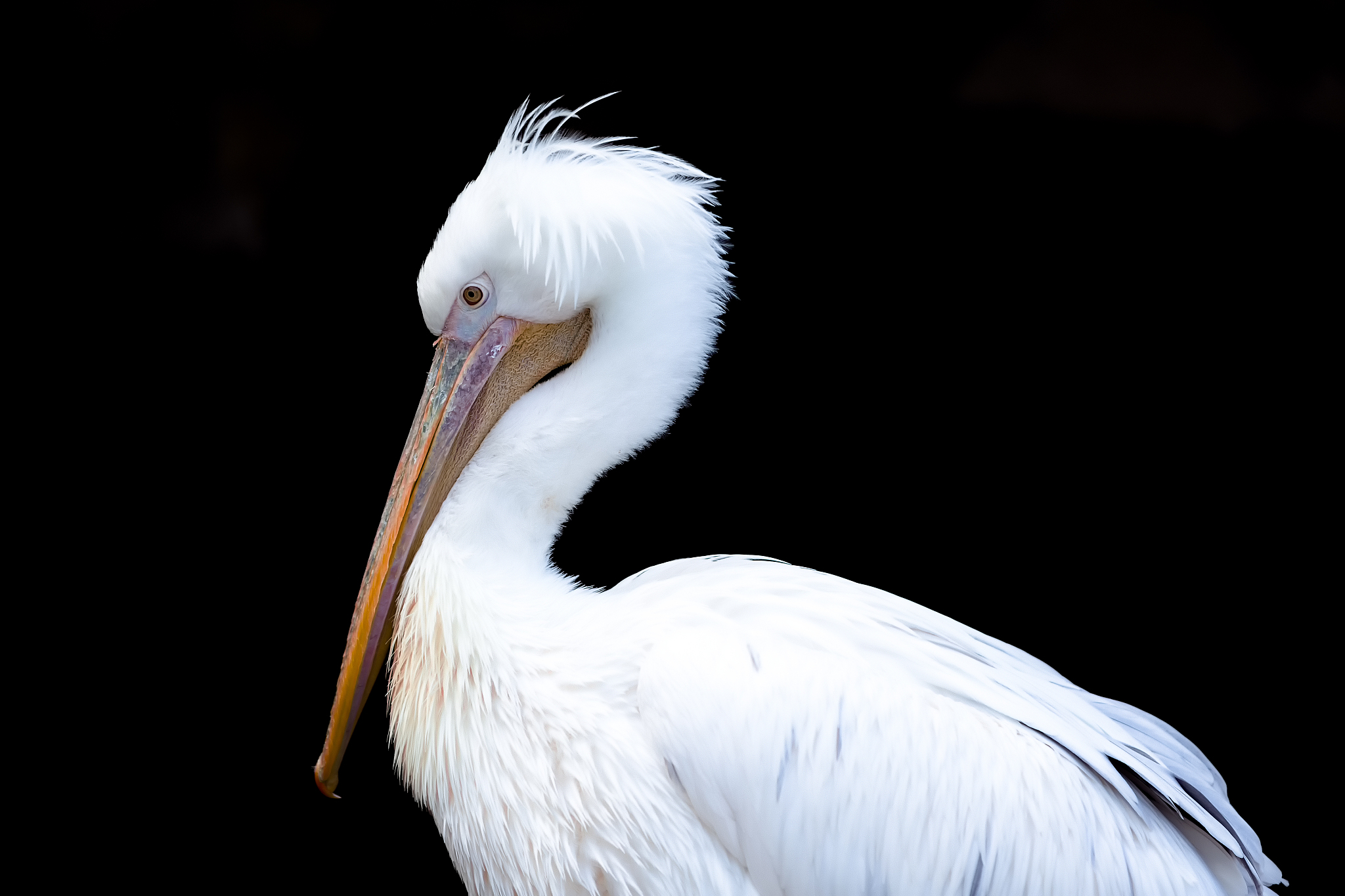 二哈和他的白猫师尊：爆笑修仙，师徒情深