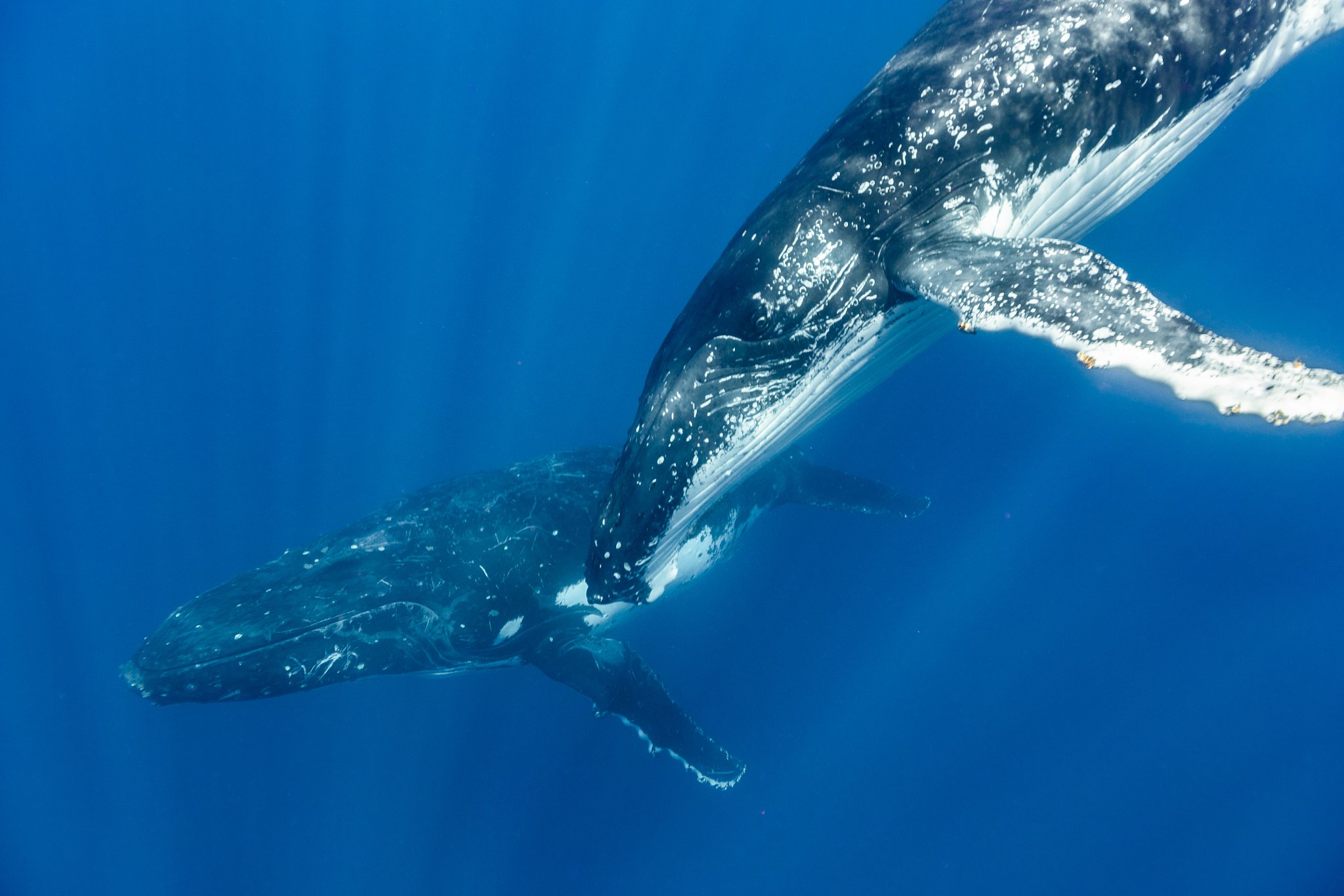 鲸鱼：海洋巨兽的介绍
