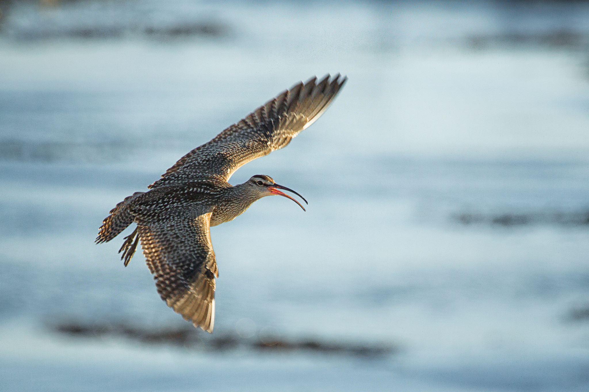 游隼的最快时速