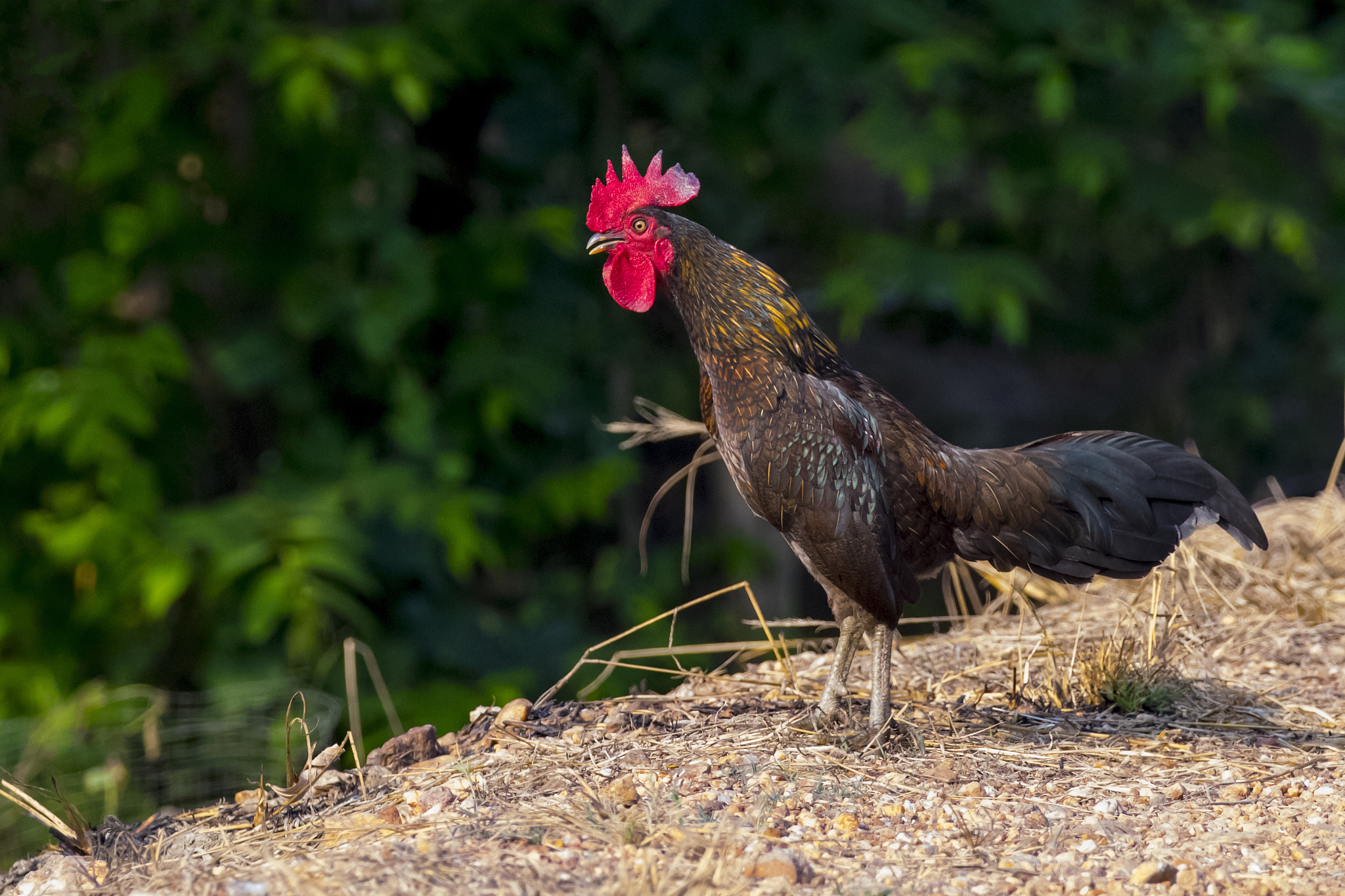 image of chicken on nature background. farm animals.
