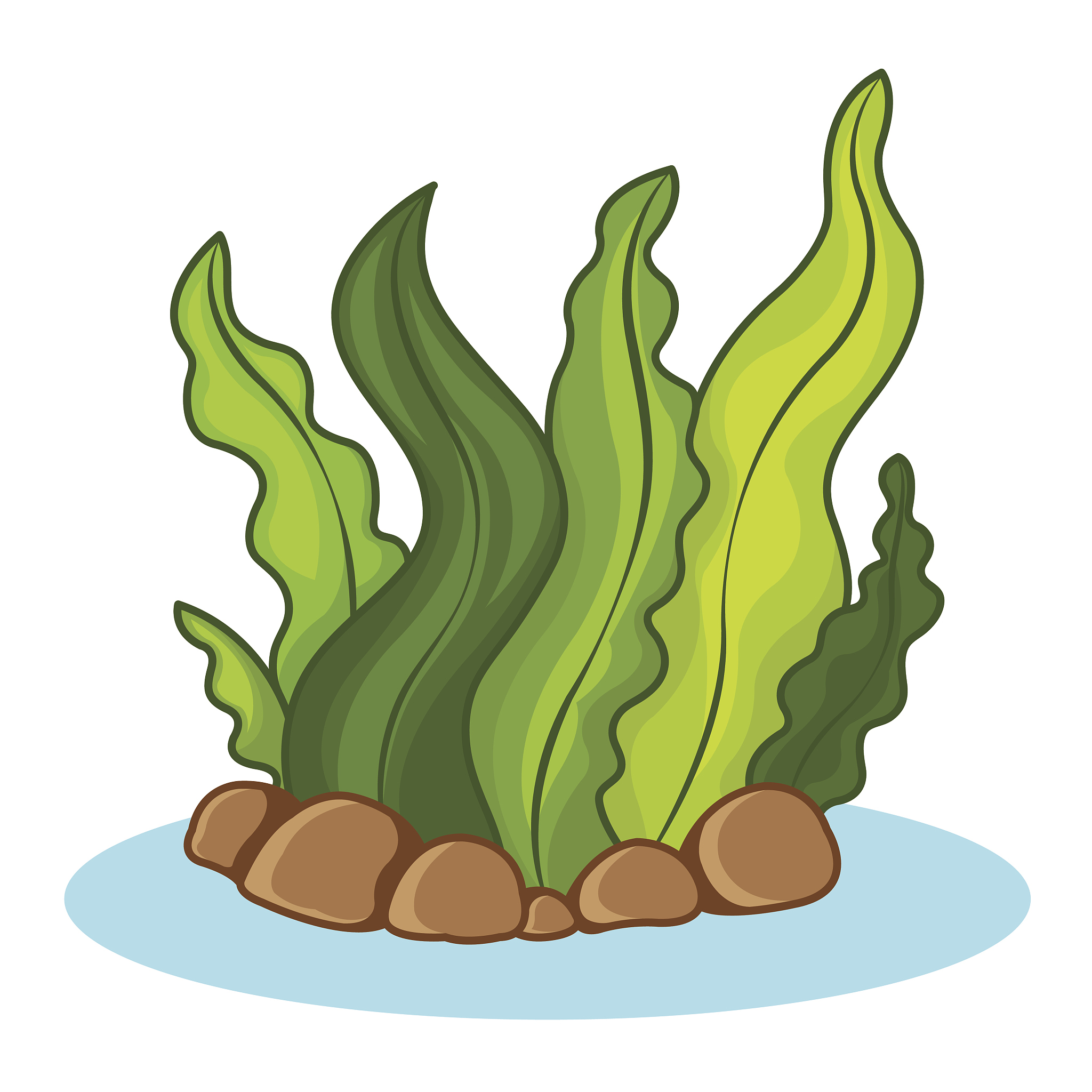 seaweed