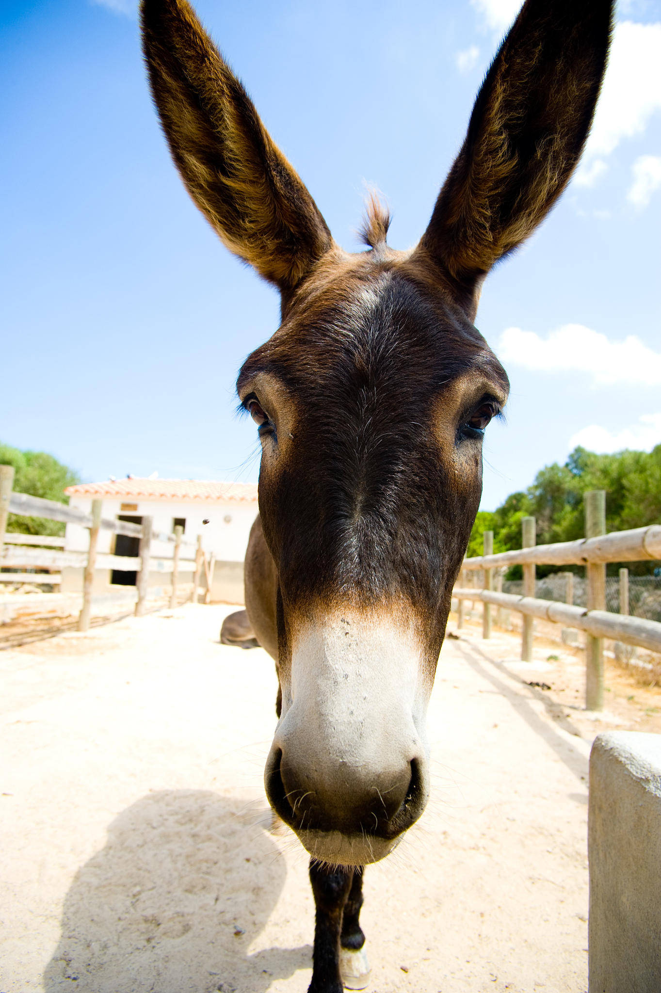 donkey