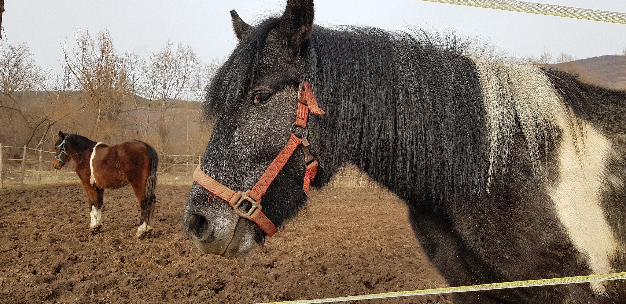 horses