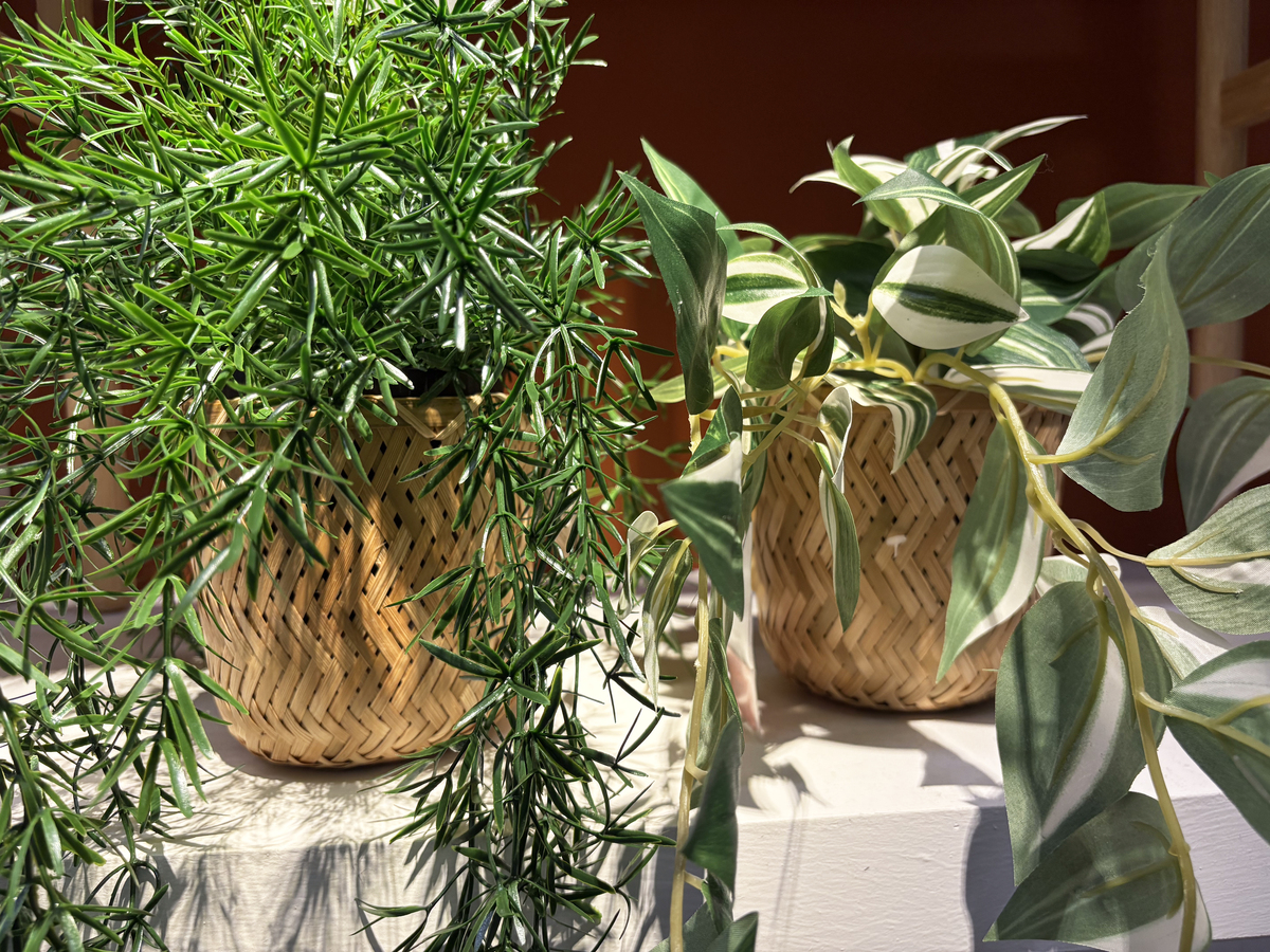 对猫有害的常见植物：百合、含毒漆树、绿萝等