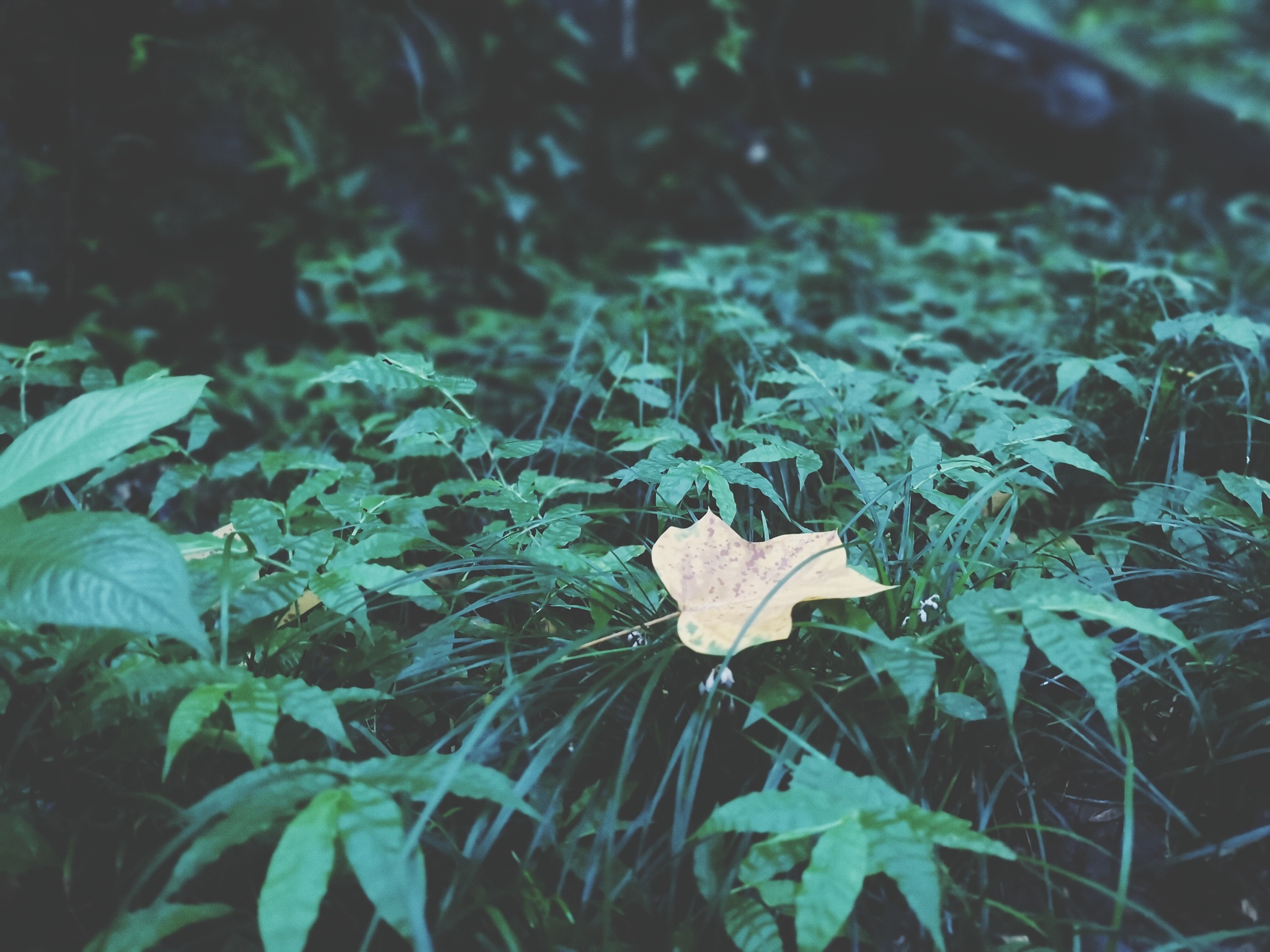 close-up of leaves on plant