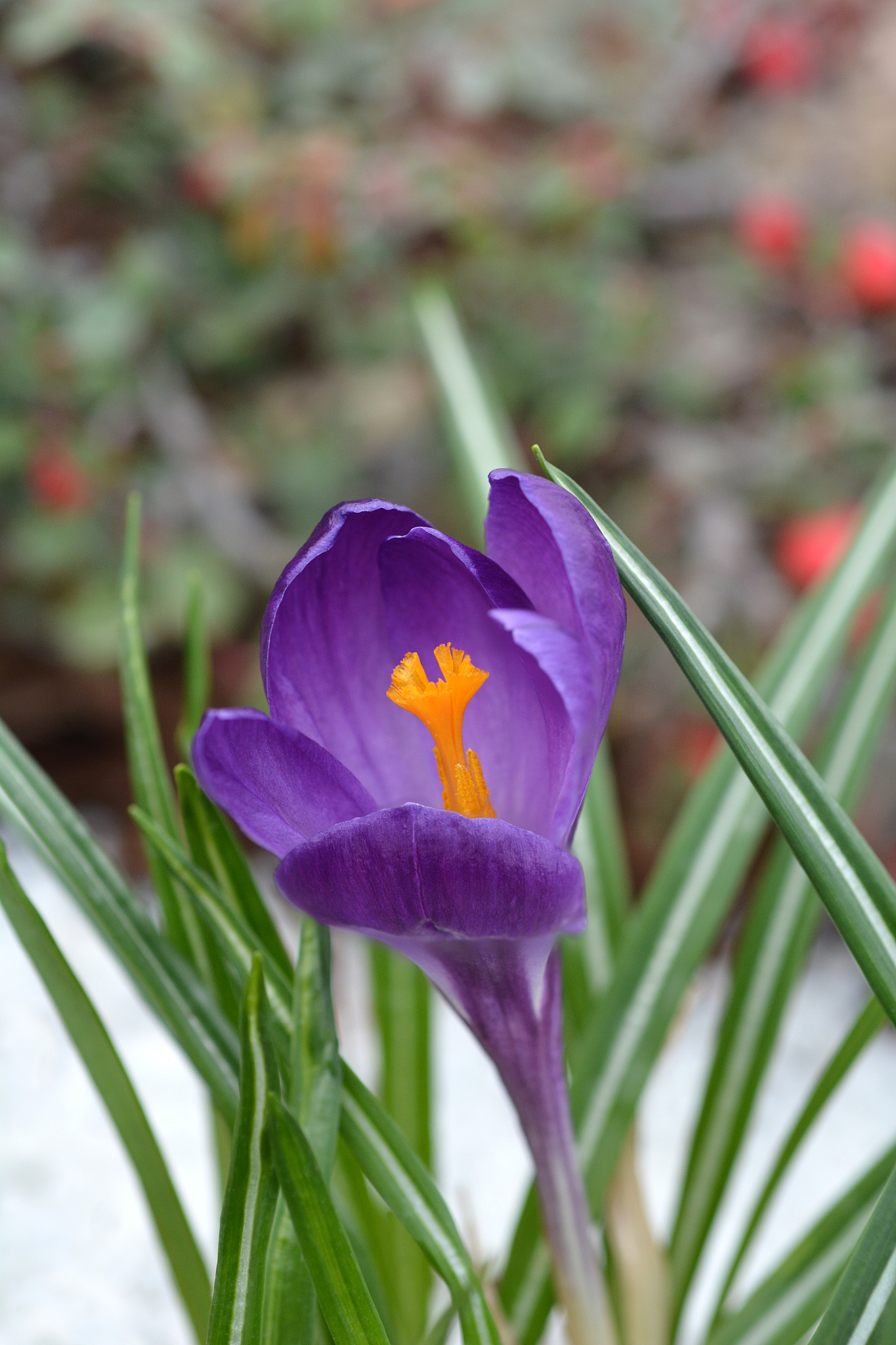 spring crocus