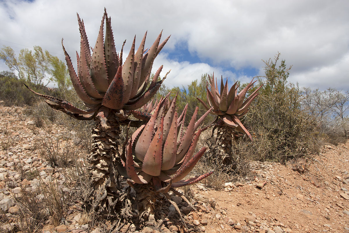 加里曼丹8字沉香一般能卖多少钱