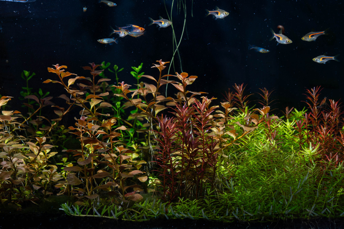 黄苔：水族箱、池塘常见藻类，如何控制？