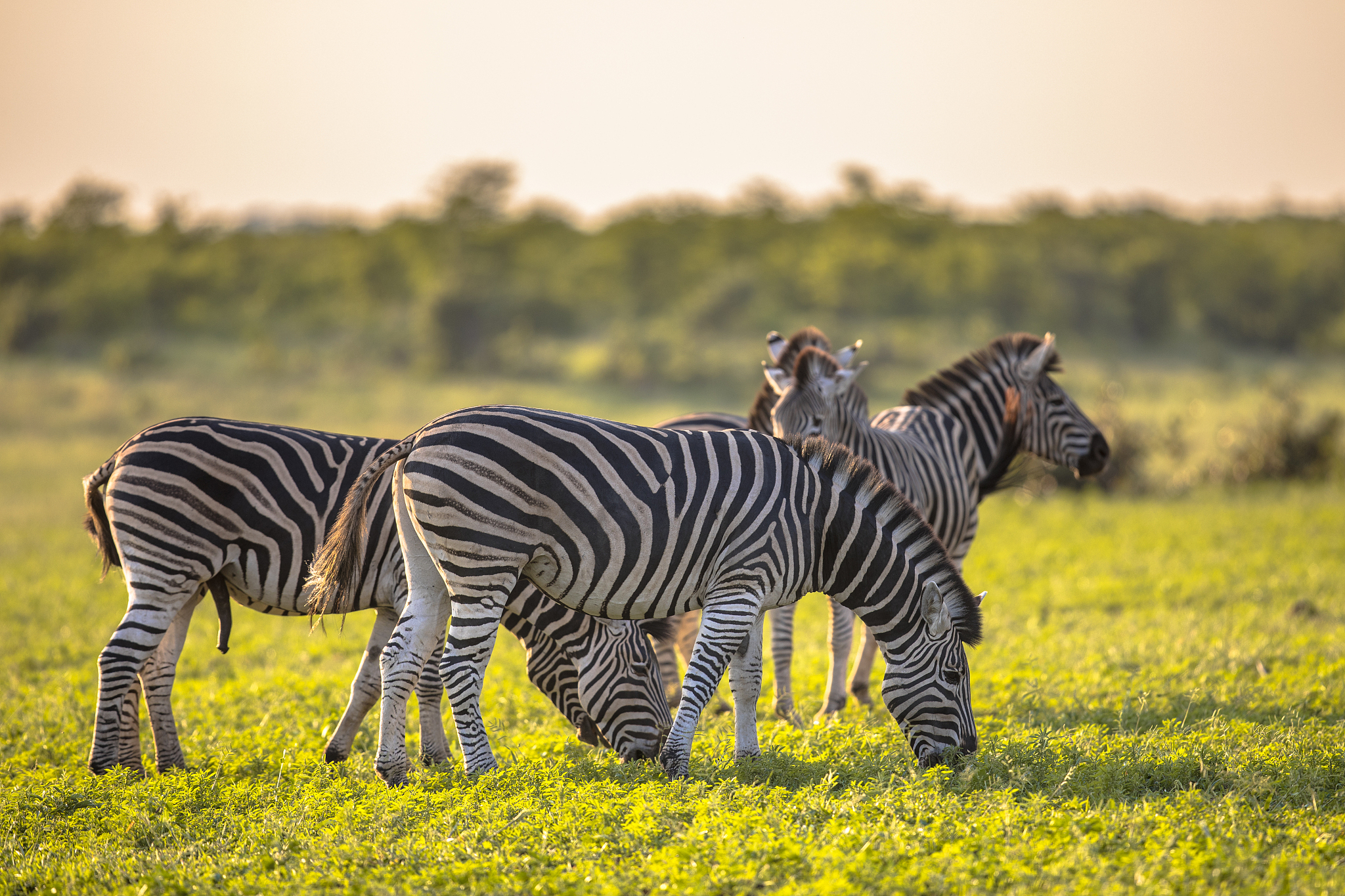 common zebra herd grazing on savanna