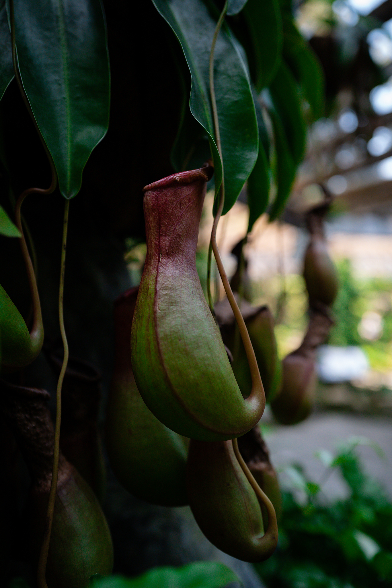 广西产猪婆菱什么价格帮我用200字详细描述