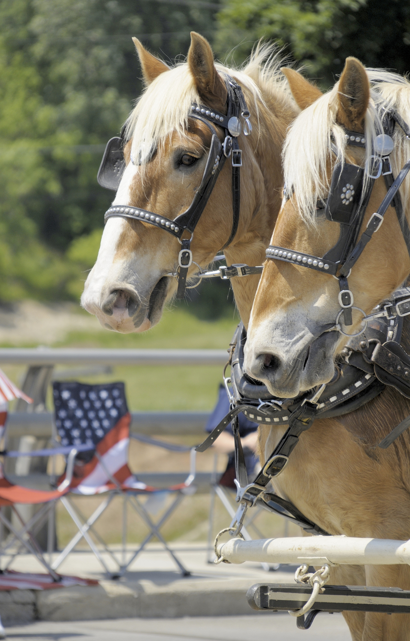 horses on parade
