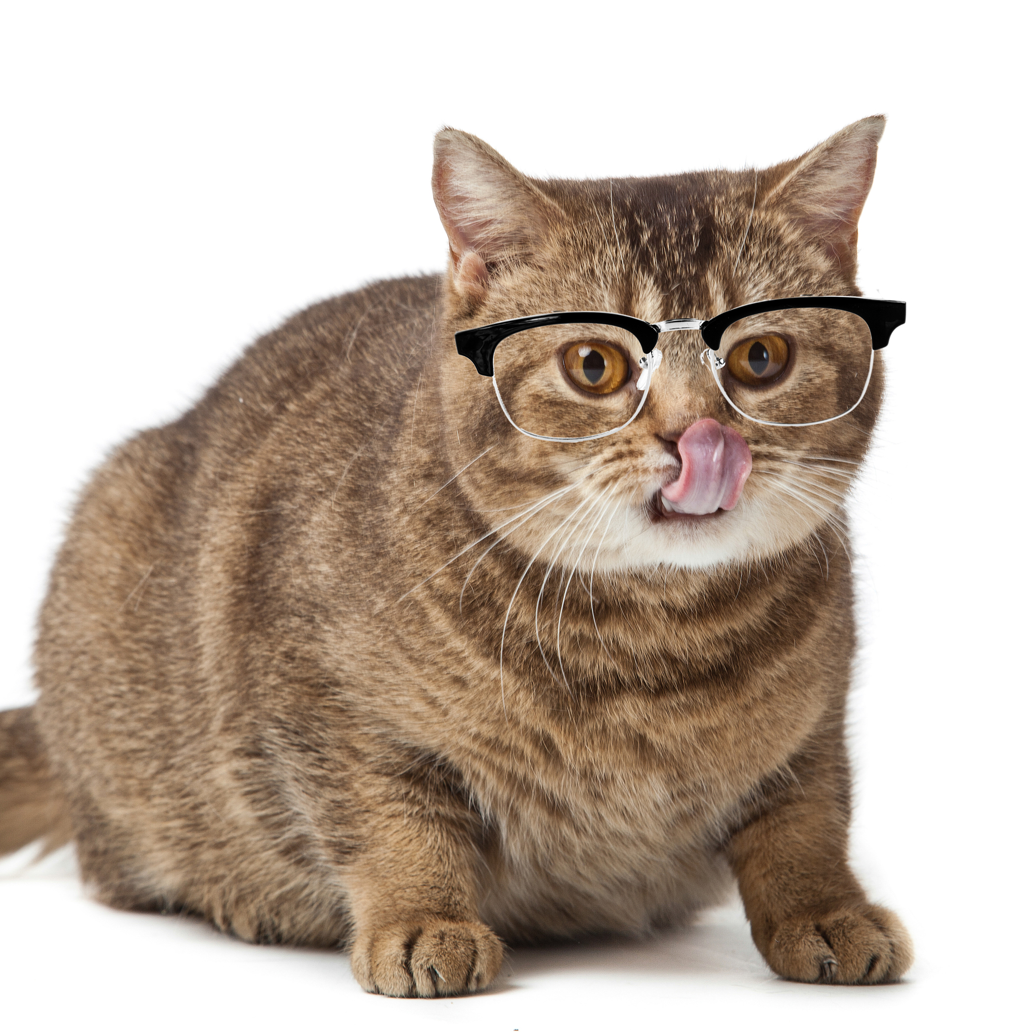 三只猫三天吃三只老鼠，九只猫九天吃几只老鼠？