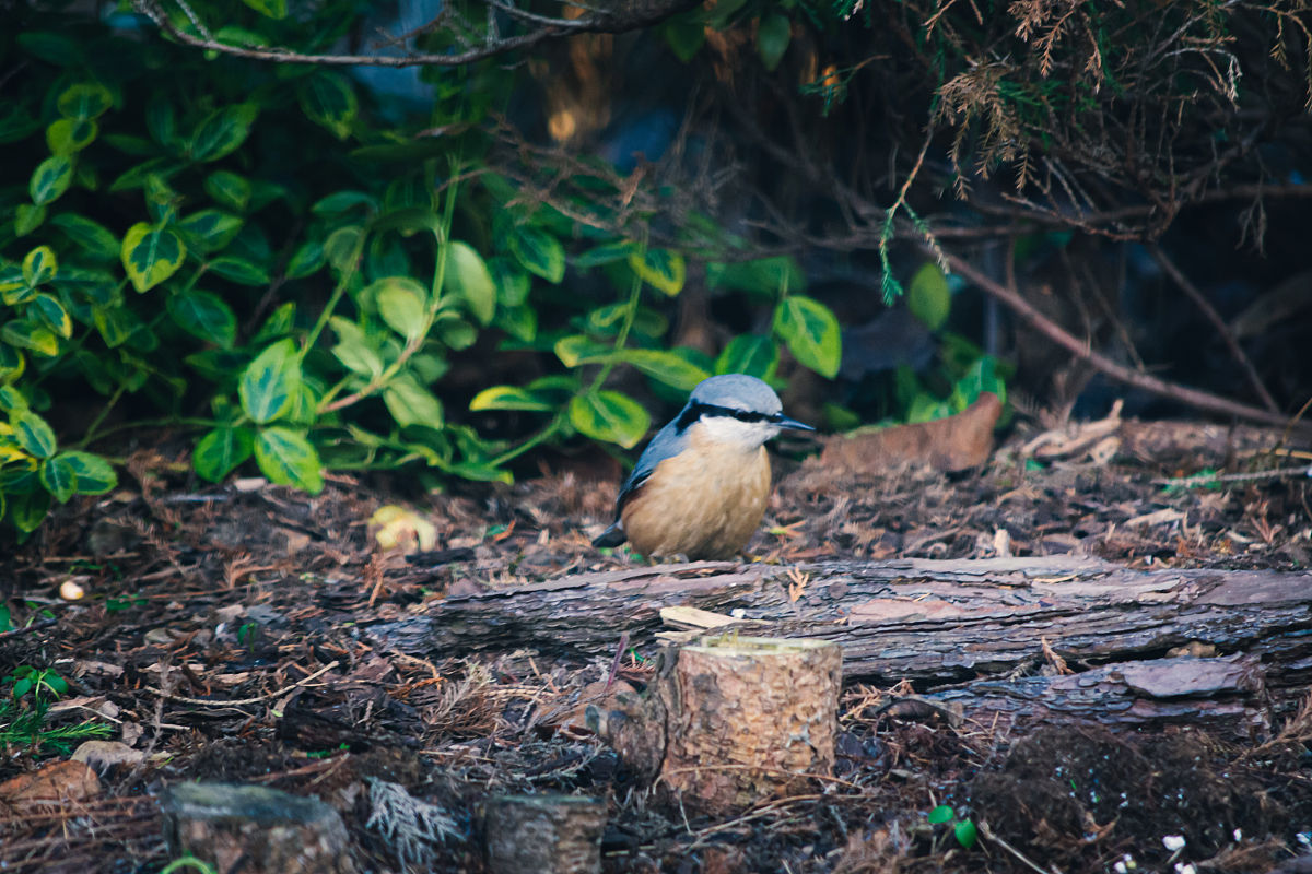 鸟妈妈喂小鸟：母爱的伟大体现