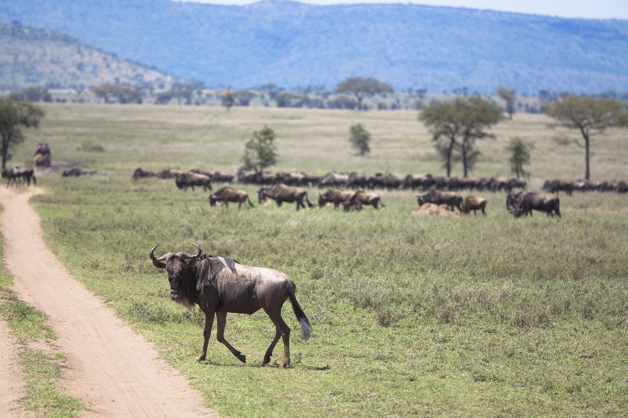 herd of wildebeests serengeti tanzania