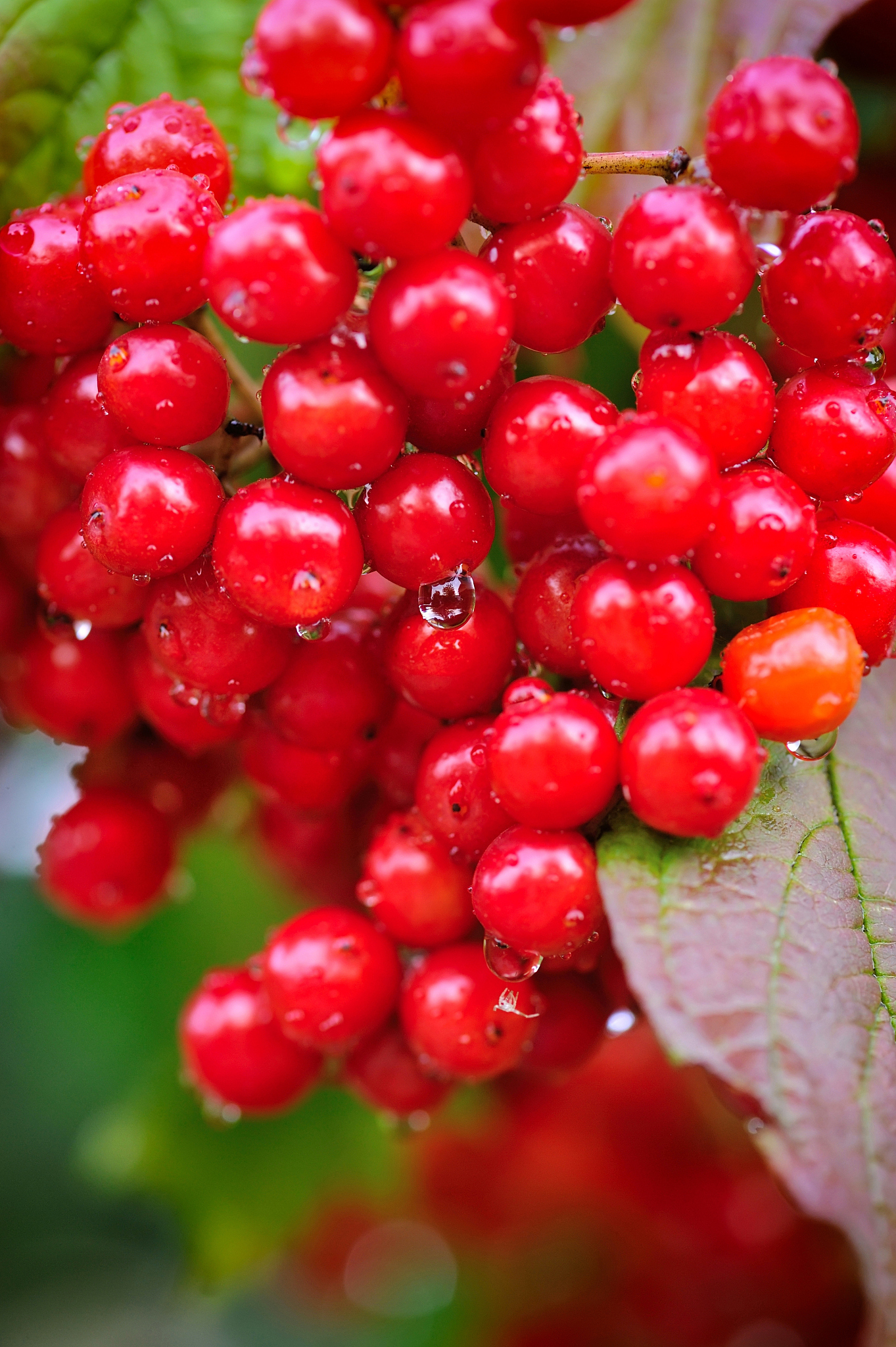 guelder rose, viburnum opulus, bunch of red berries with dew