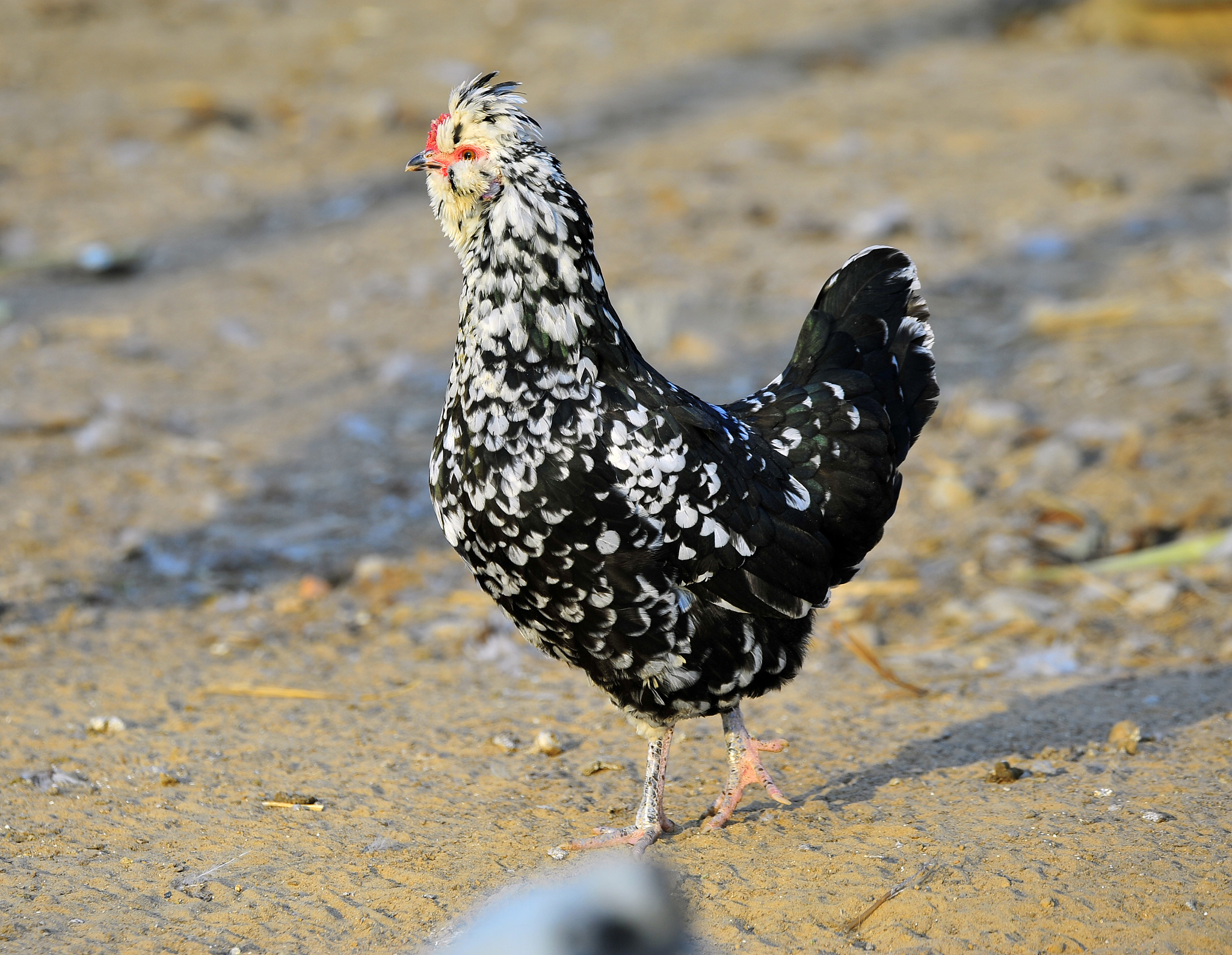 chicken