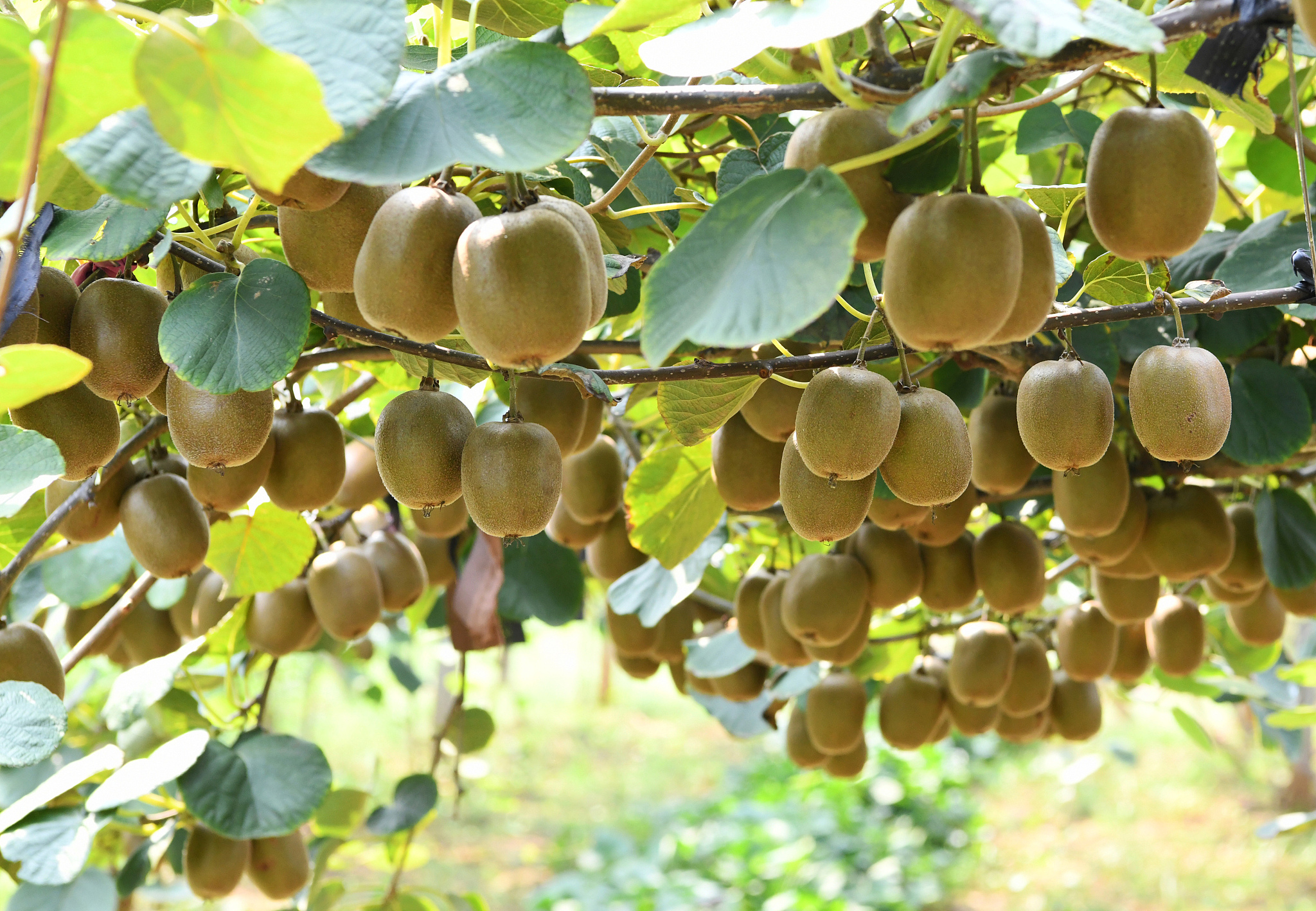 齐峰果业眉县猕猴桃产品价格透明度问题研究
