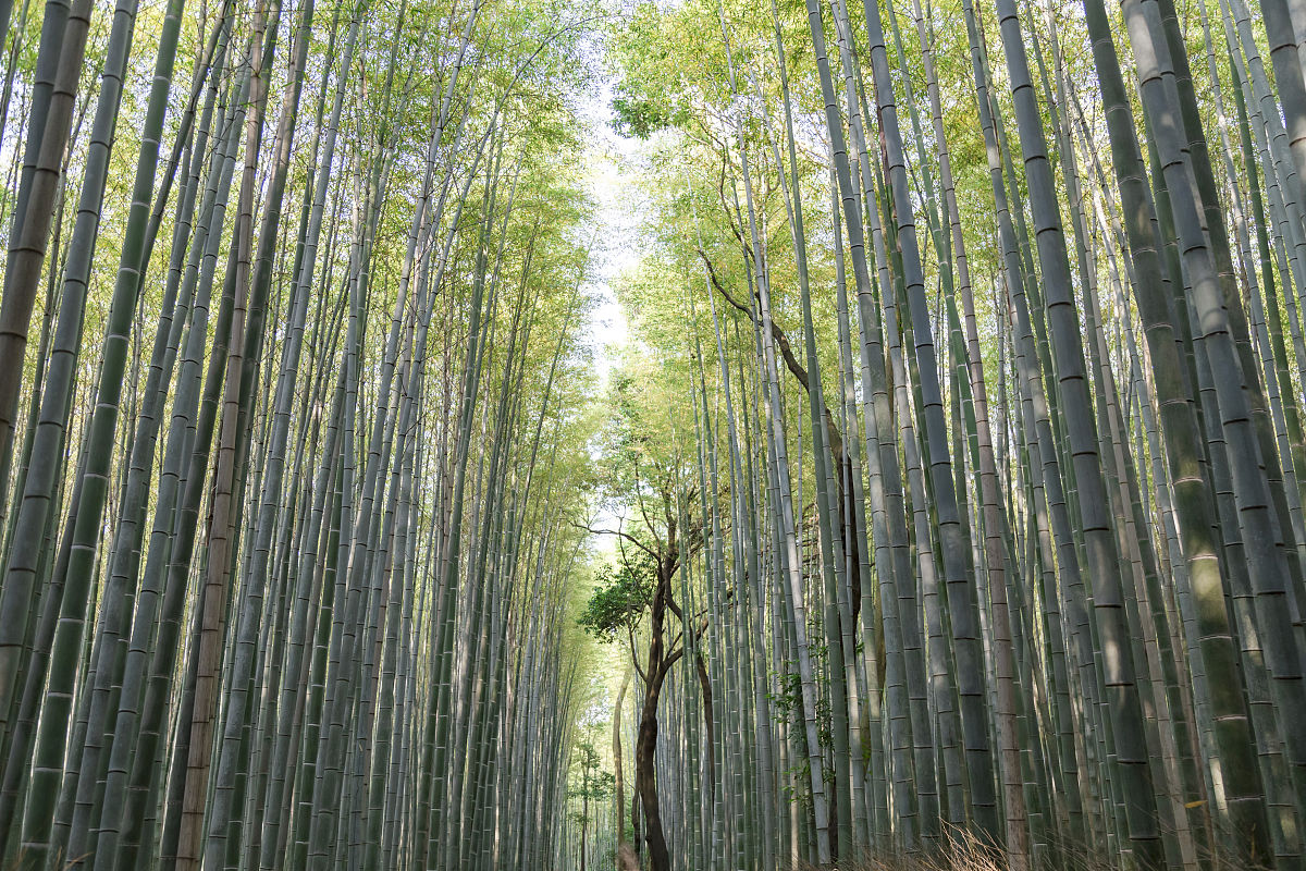 竹林