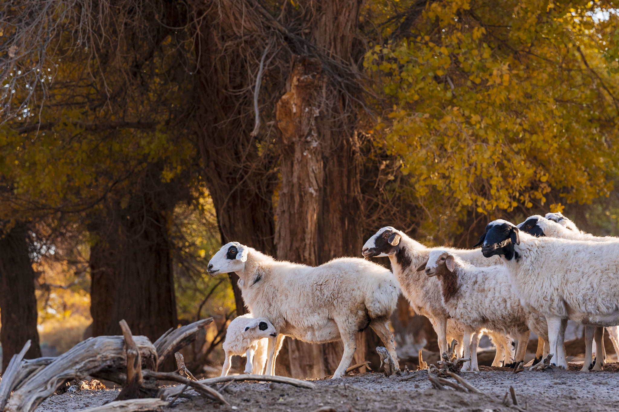 了解儿童创伤幸存者的依恋类型与应对机制