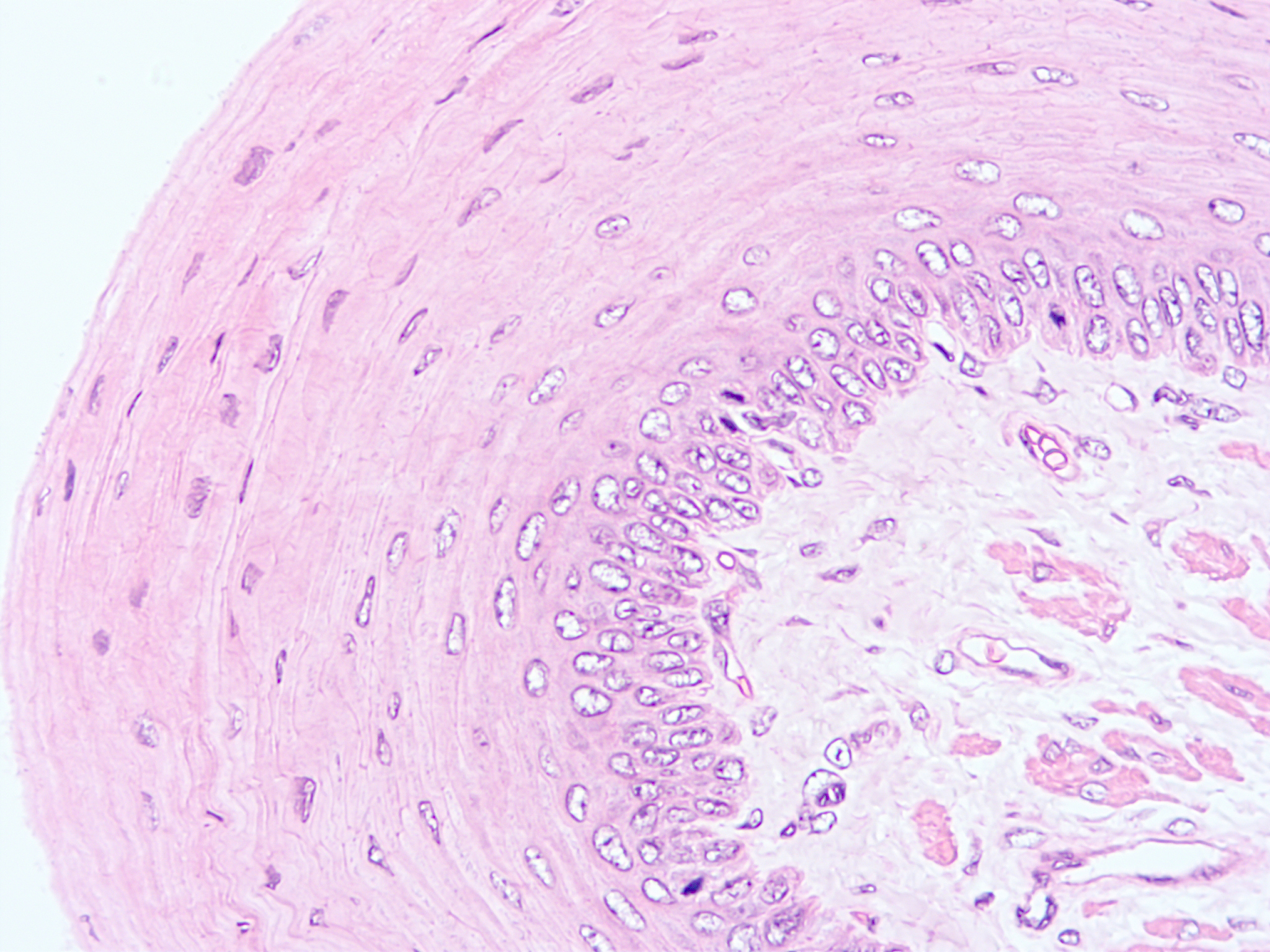 histology of human tissue