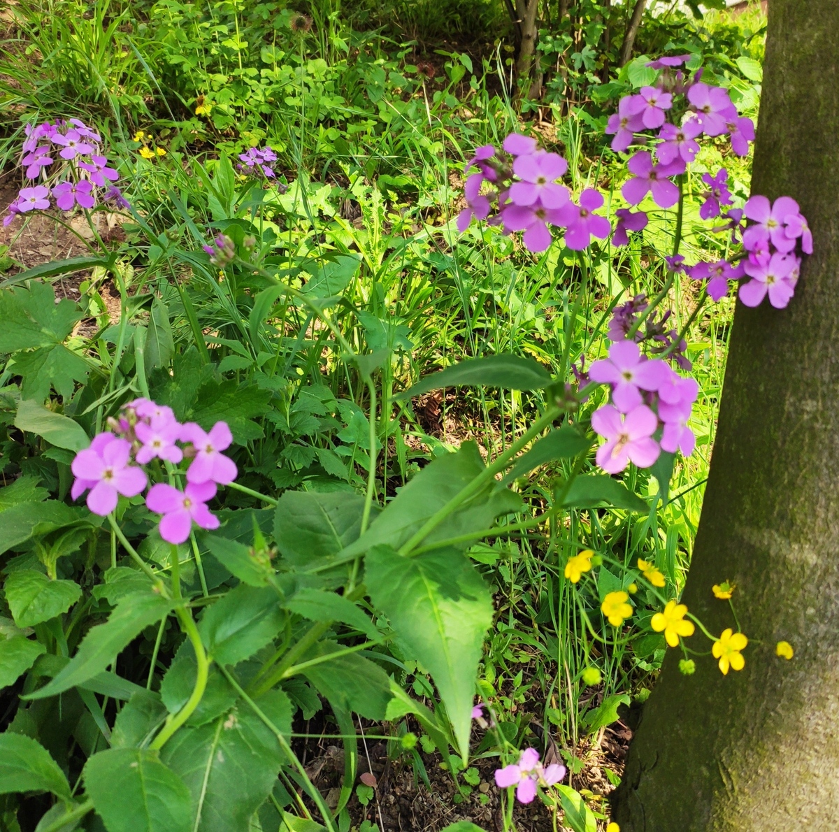 写一篇关于覃丹梅这个人和一颗植物繁衍后代的故事
