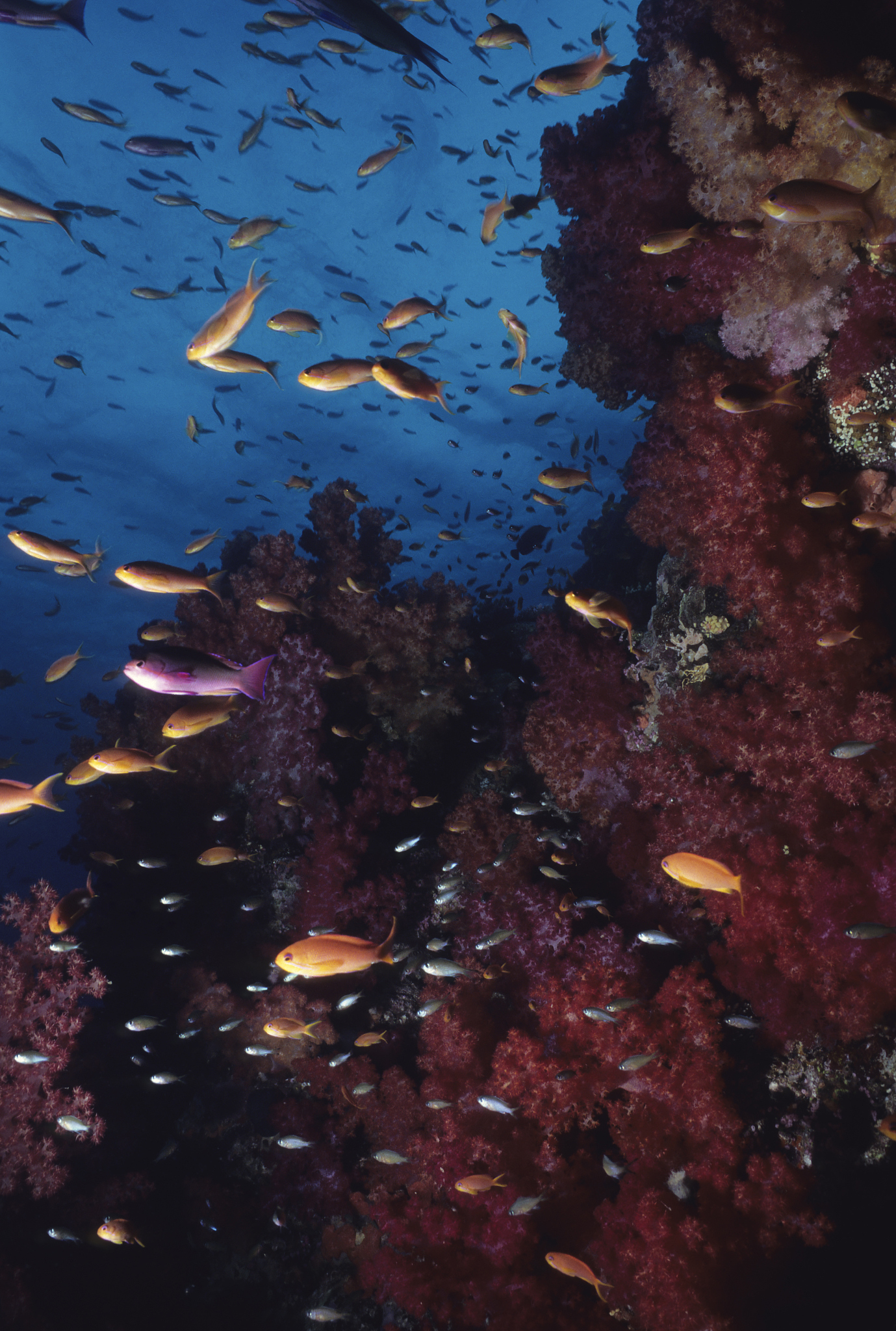 anthias swimming over soft coral