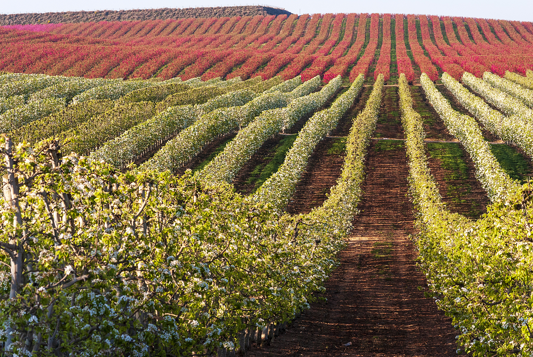 果园里的桃树数量比梨树数量多2倍对吗回答+拓展