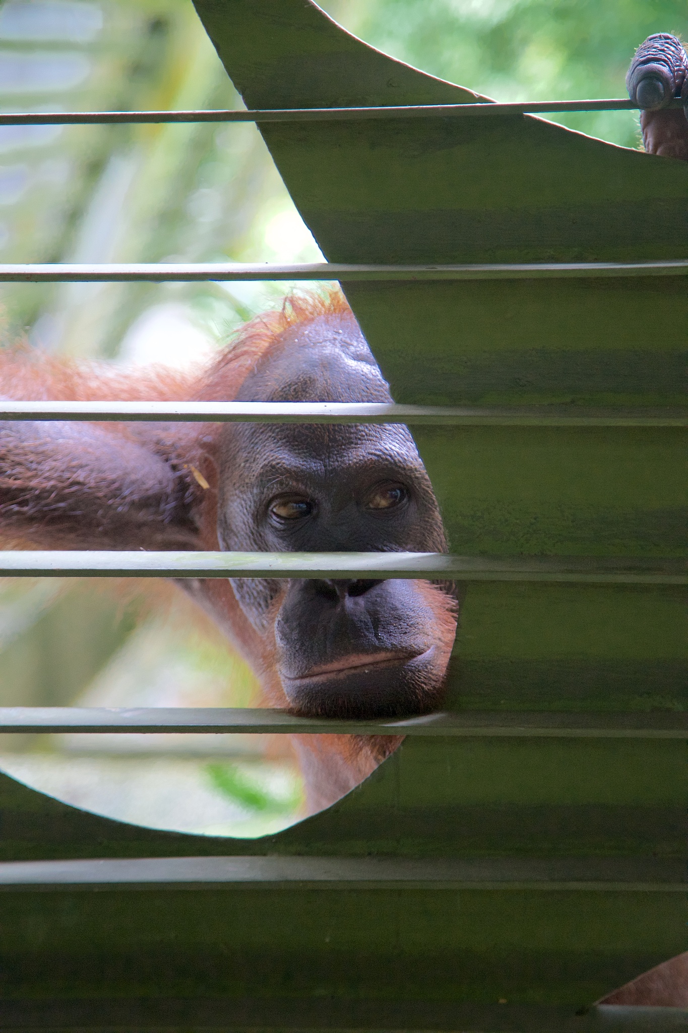 你好请帮我修改以下语句中的语法错误并进行适当优化Porcine enterovirus G EV-G is a member of the Enterovirus genus of the Picornaviridae family of small RNA viruses EV-G usually has no clinical manifestations when infecting pig