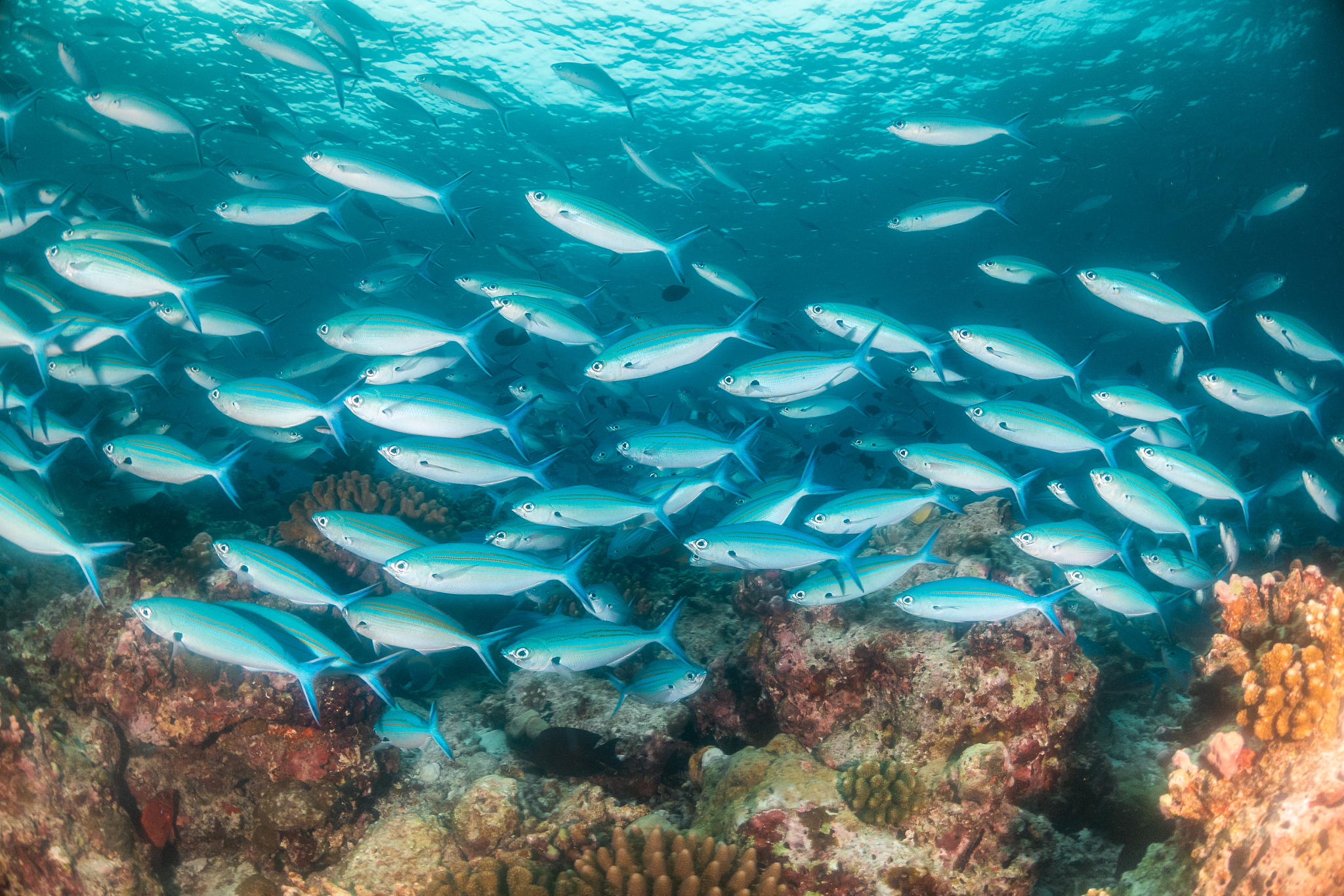 underwater scene of colorful corals and fish