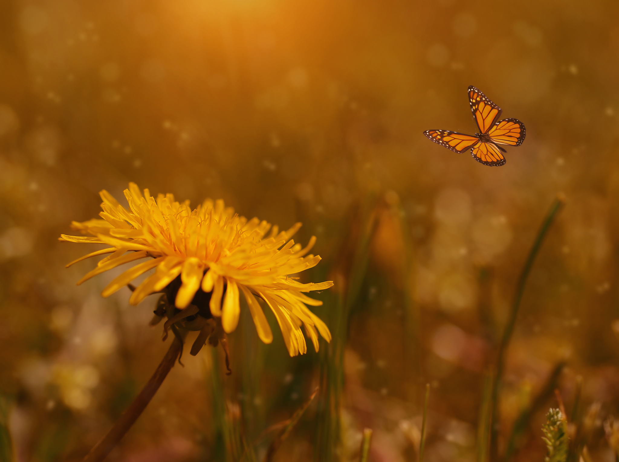 描述梦想的动物20个