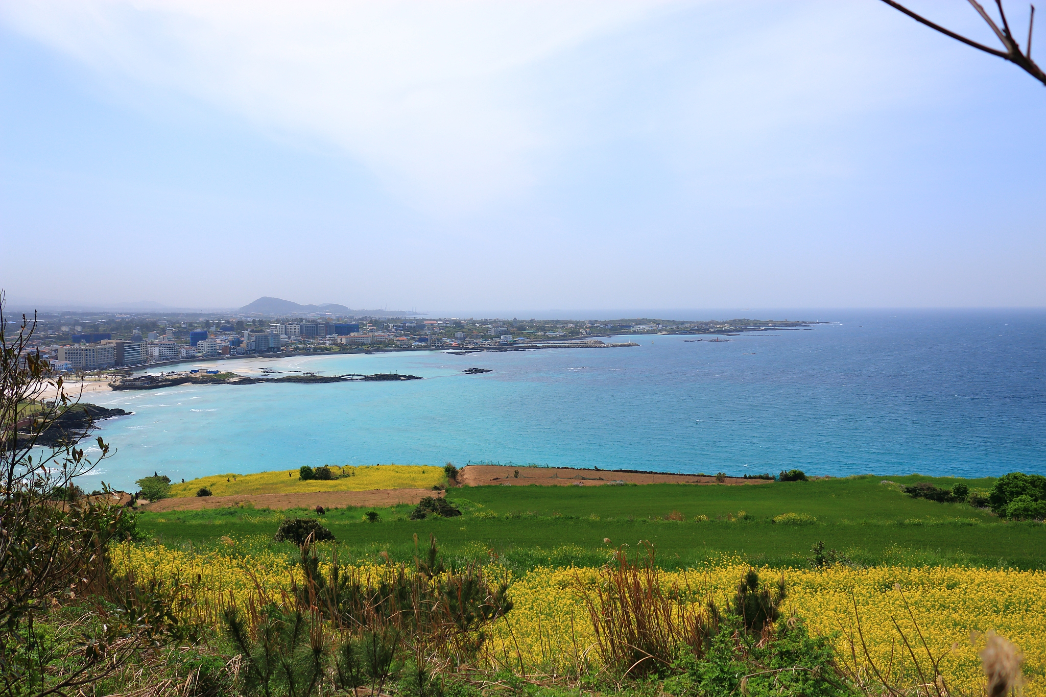 hamdeok beach, beaches, west wu bon, wildflower, flowers, horses