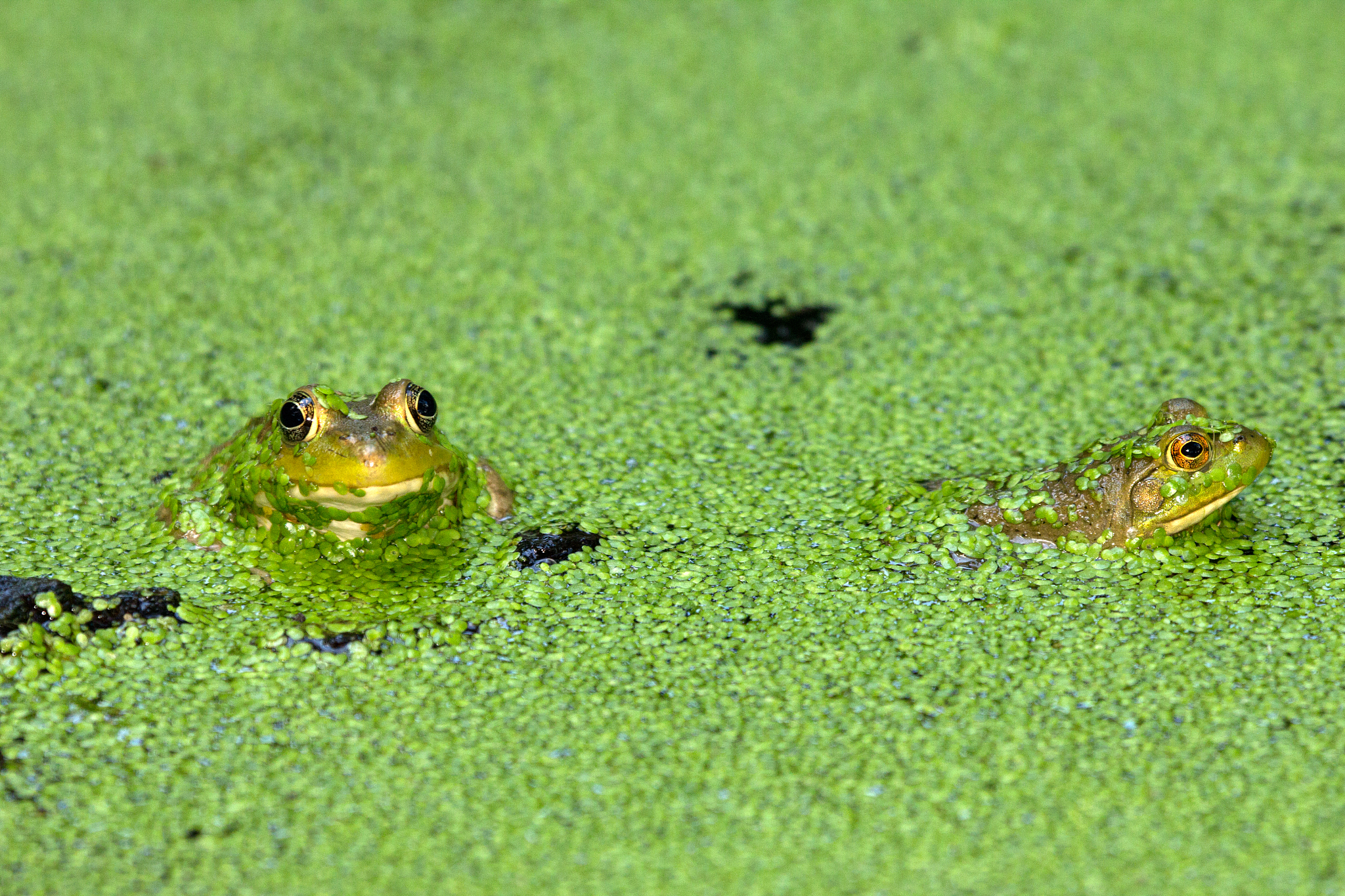 青蛙对人类有何帮助？