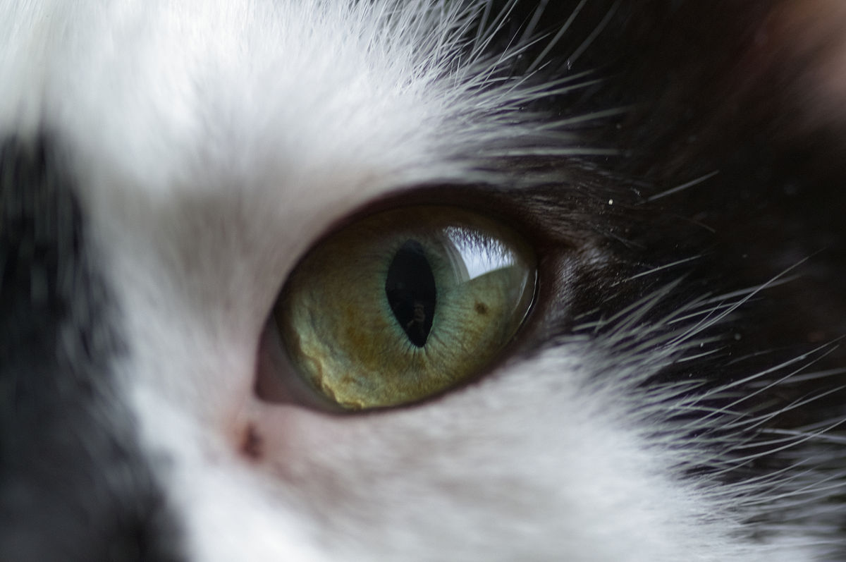 猫咪眼睛解密: 为什么有时是圆的, 有时像一条线?