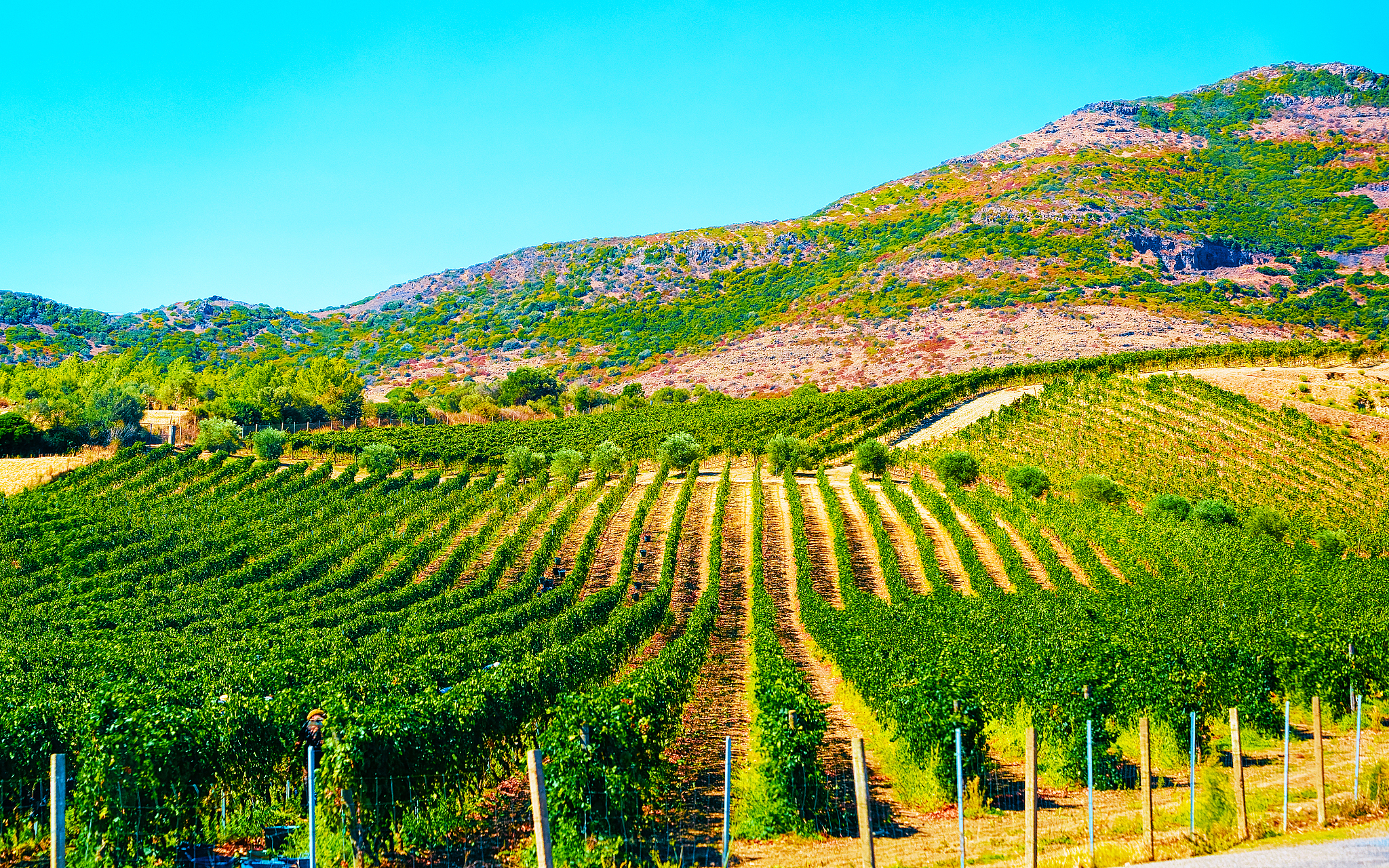 empty road without cars in sardinia island with vineyards