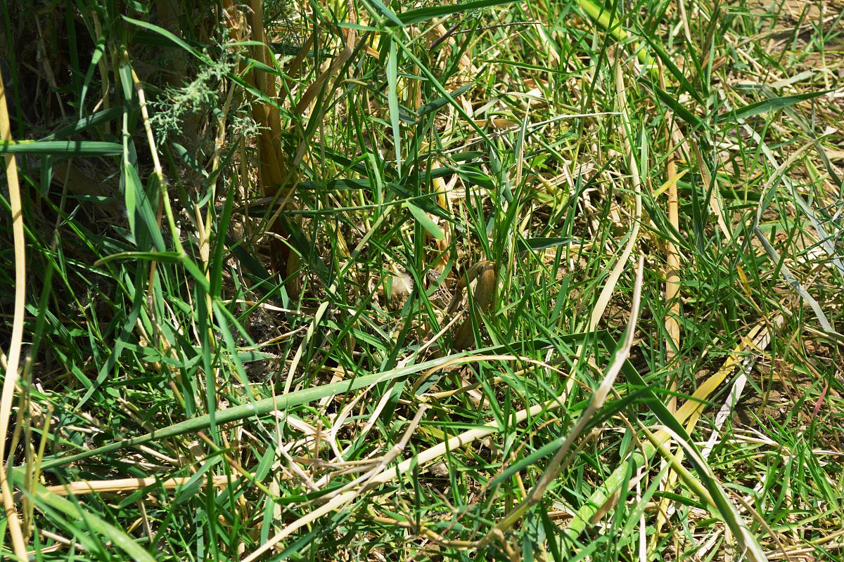 百里香根提取物对湖羊生长性能、血清生化指标、瘤胃发酵及菌群的影响