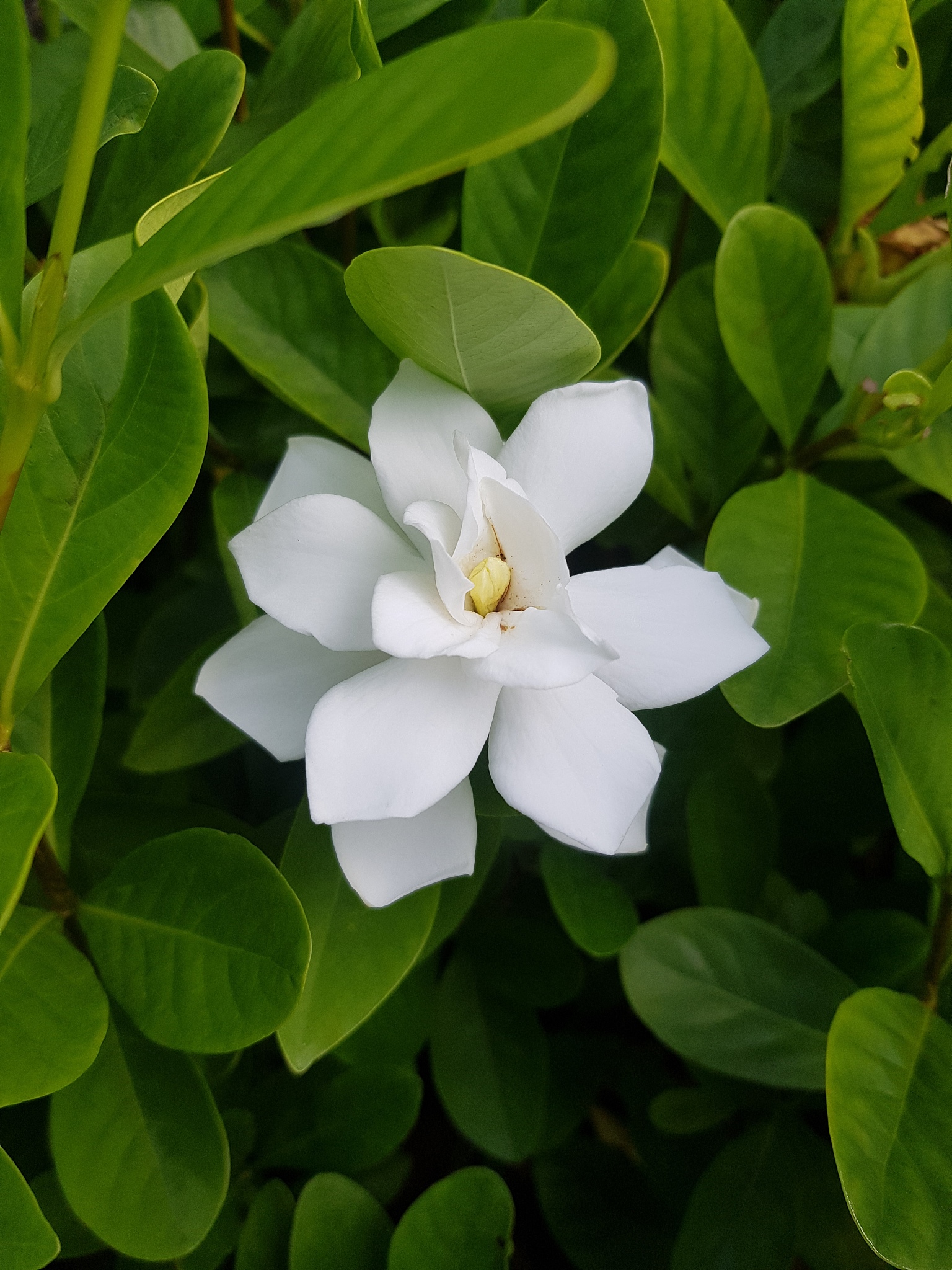 白色花瓣绿色叶子的花