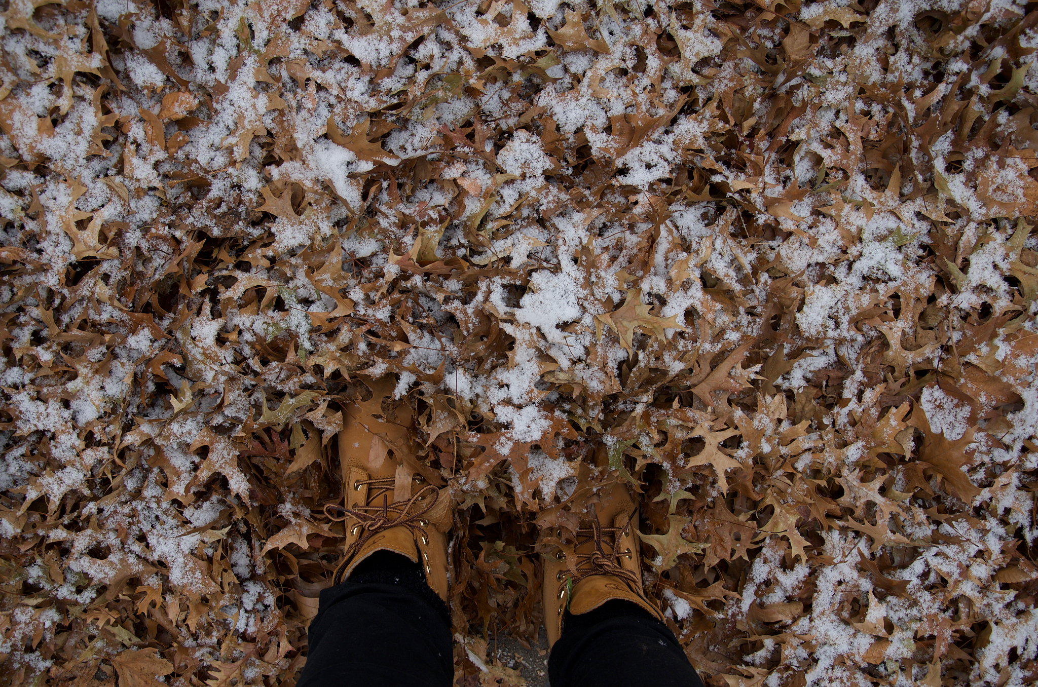 low section of person wearing shoes while standing amidst fallen