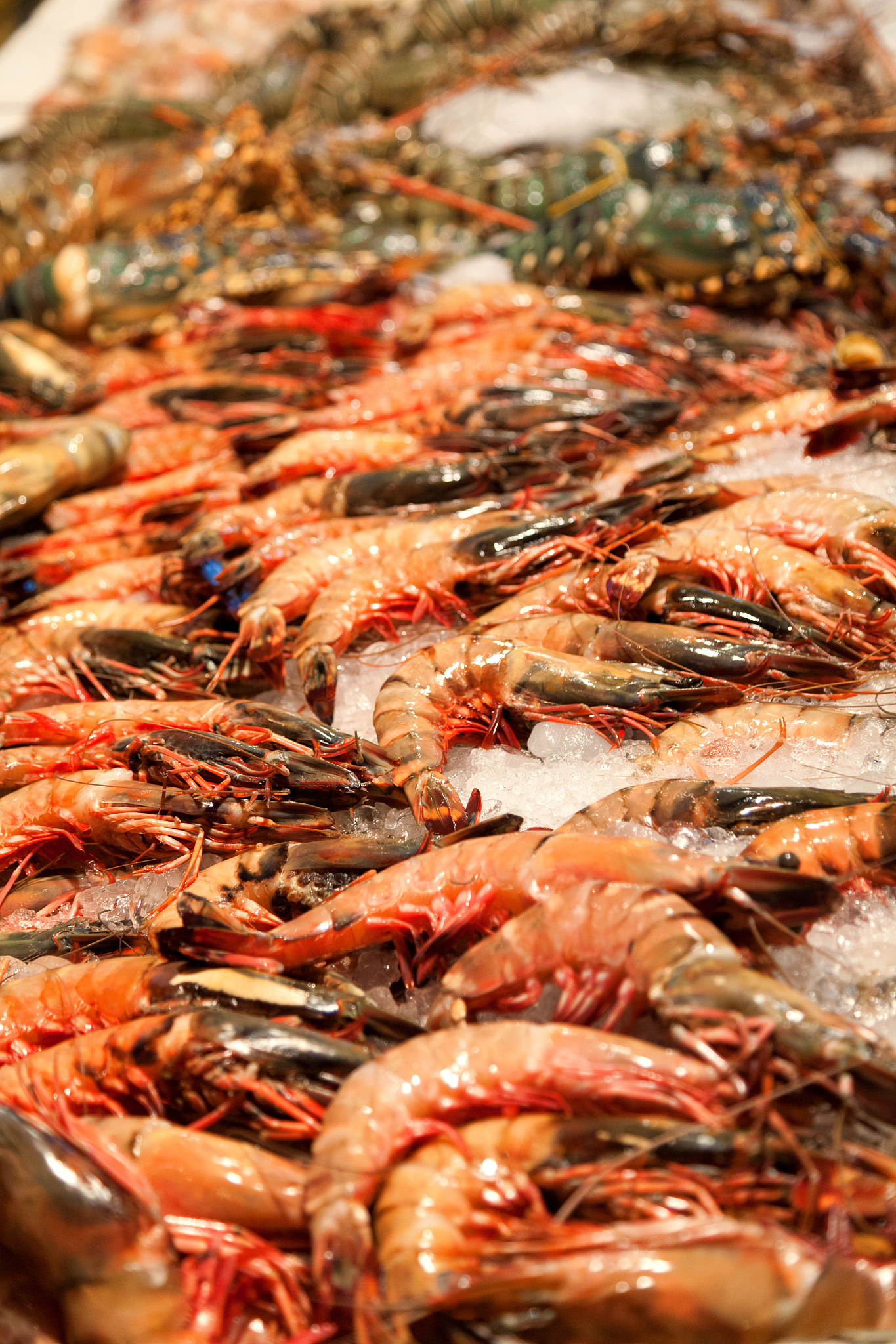 对虾和真虾类繁殖方式比较：异同点解析