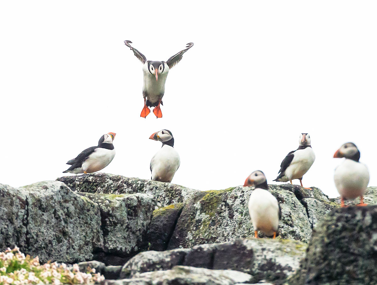 《鹬》：深层解读与人生寓意
